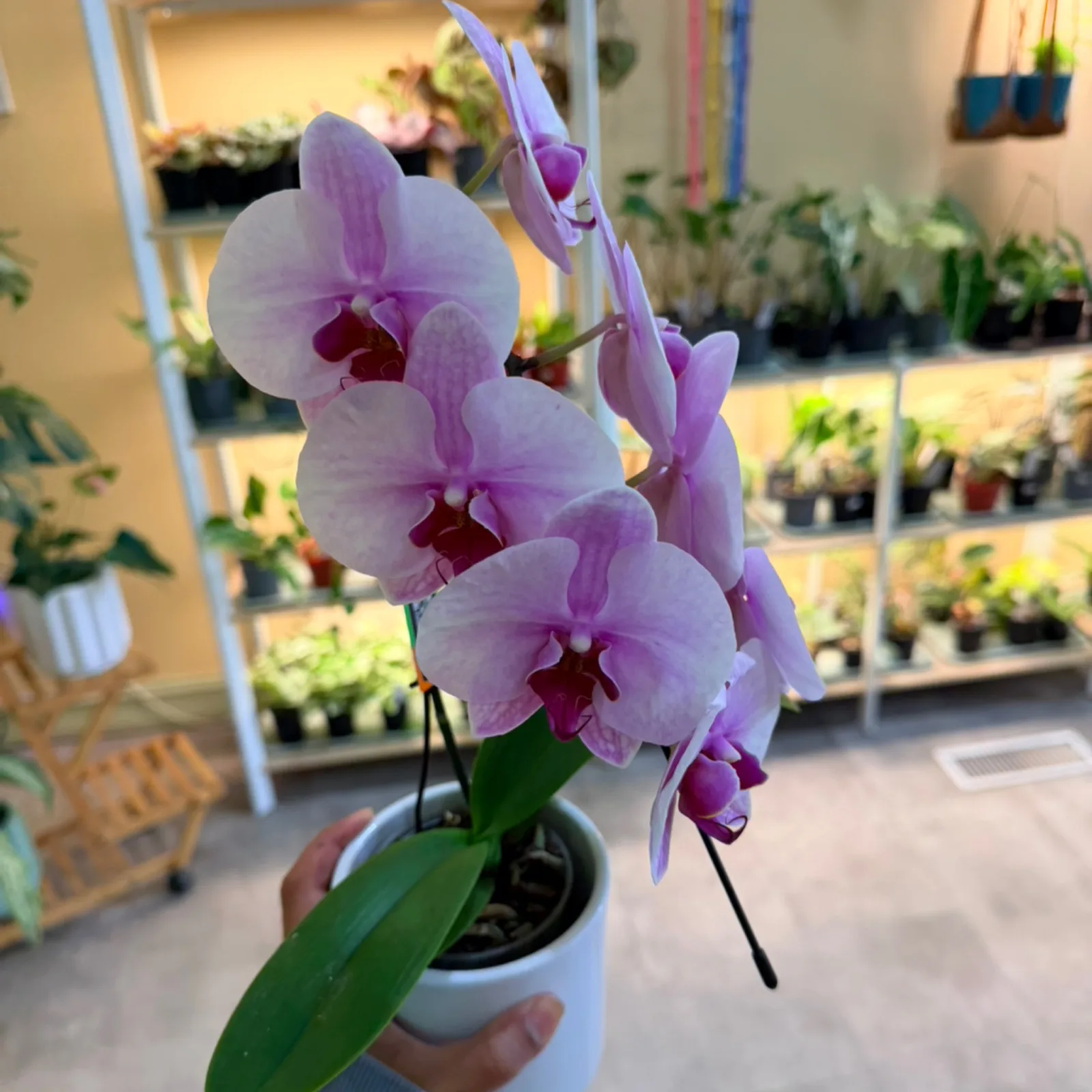 Swan Orchid with ceramic pot displaying purple flowers in nursery setting.