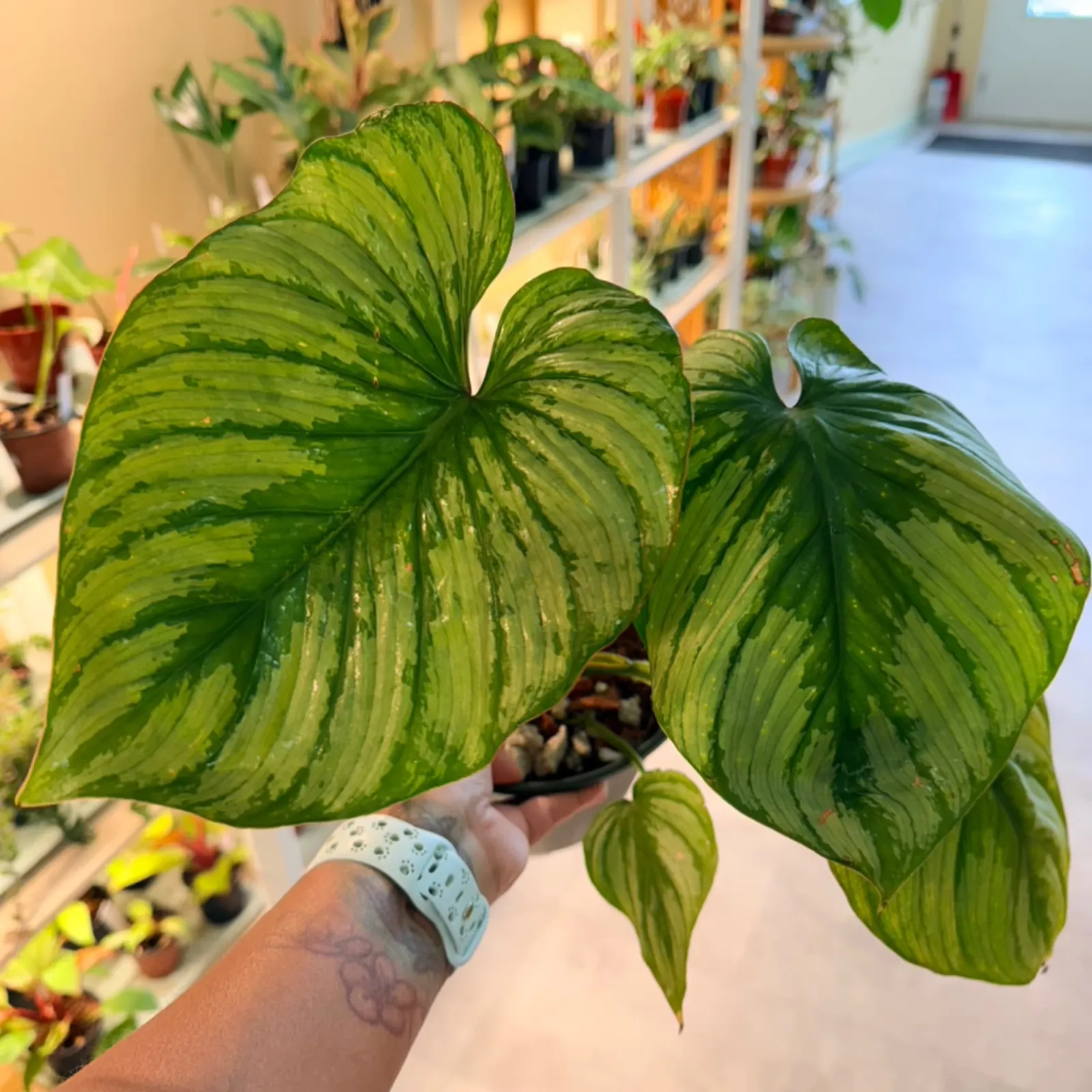 Philodendron Pastazanum with large heart-shaped green leaves held in hand indoors.