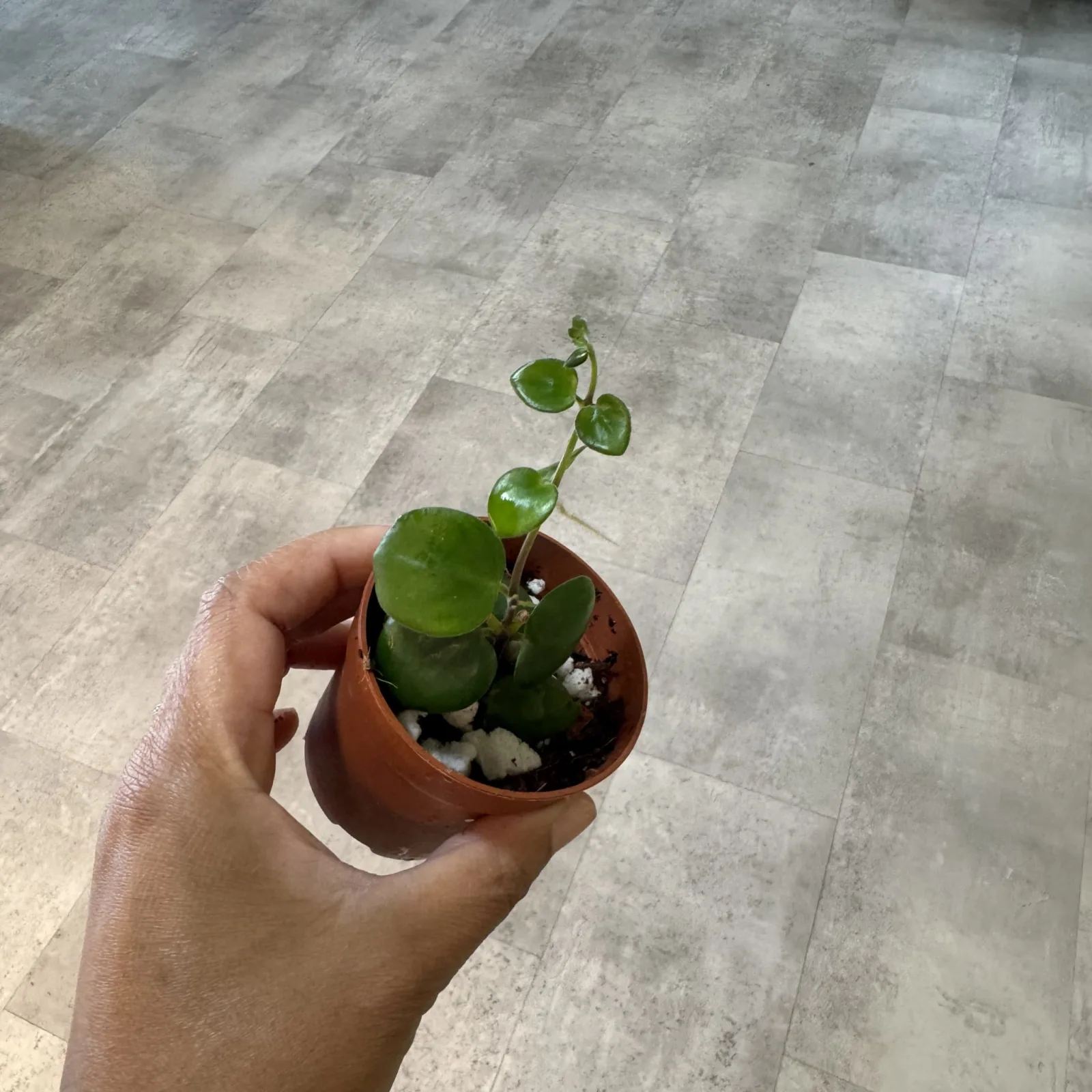 Thai Pink Lipstick Plant in small terracotta pot with green foliage held in hand.