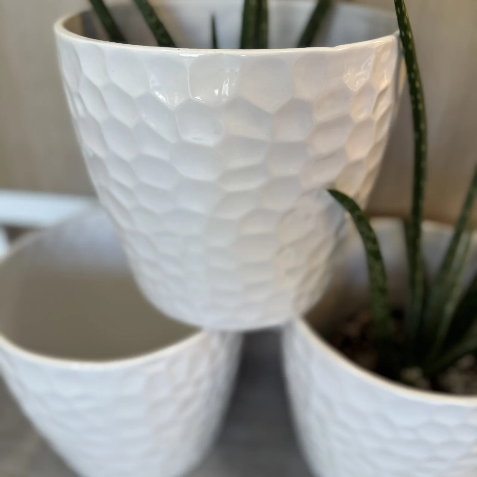 8" Dimpled Ceramic Pot white textured planter with green succulent plant