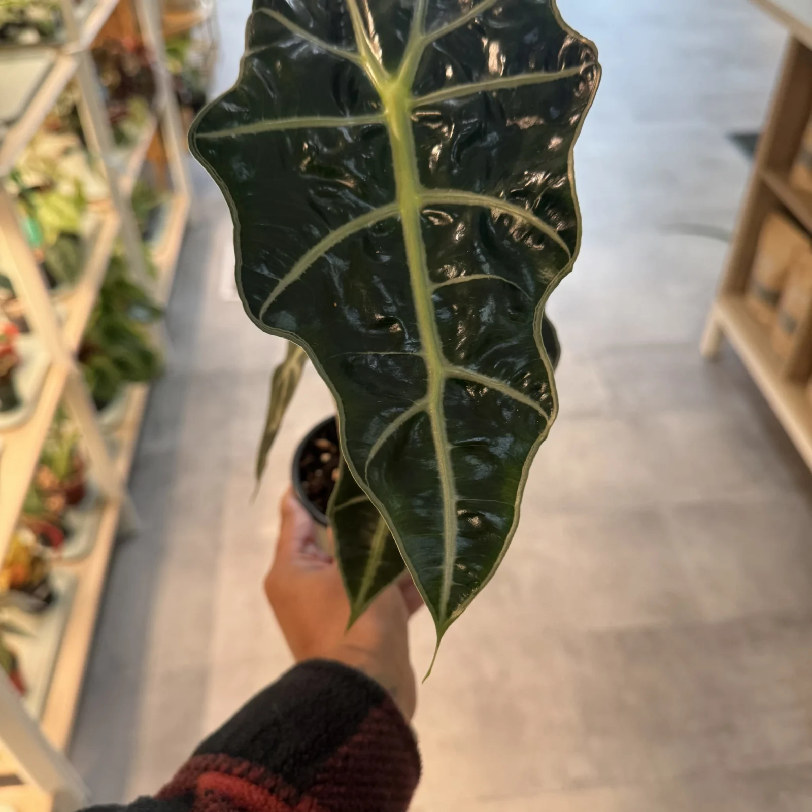 Alocasia Polly houseplant with dark green arrow-shaped leaf and pale veins in white pot.