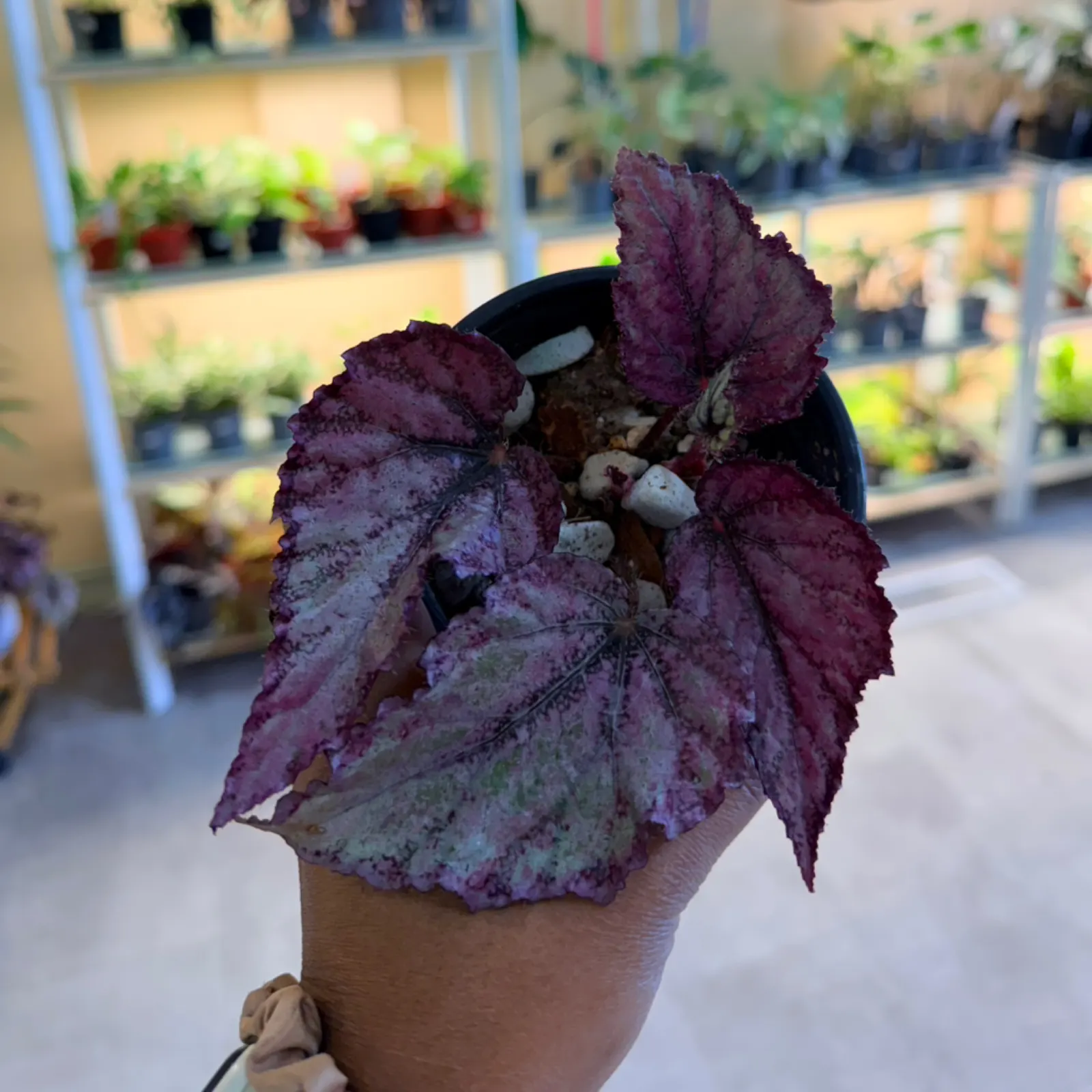 Begonia Rex Spirit of Sumatra with deep purple foliage in terracotta pot indoors.