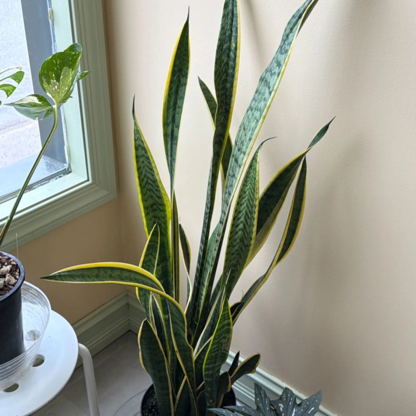 Sansevieria Laurentii 8" with tall green and yellow striped leaves in black pot.