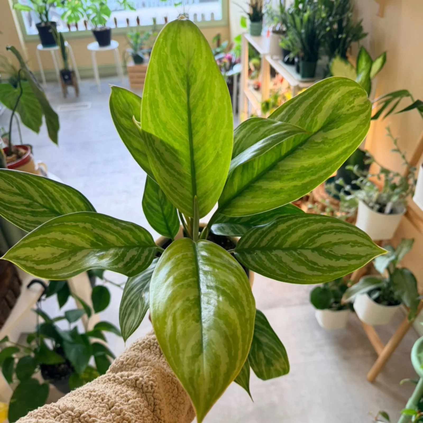 Aglaonema Stripes houseplant with variegated green striped leaves in beige textured pot.