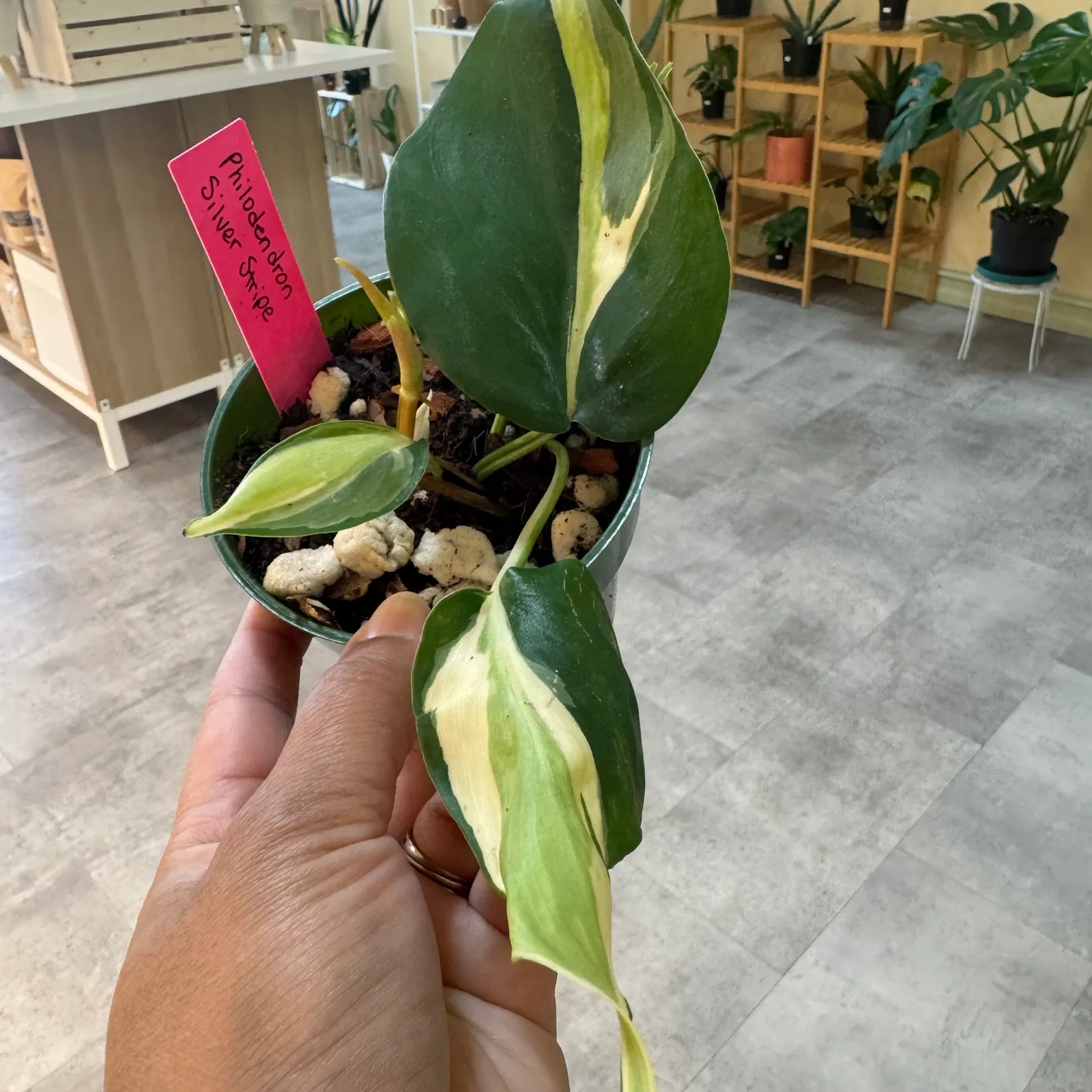 Philodendron Silver Stripe — image 2