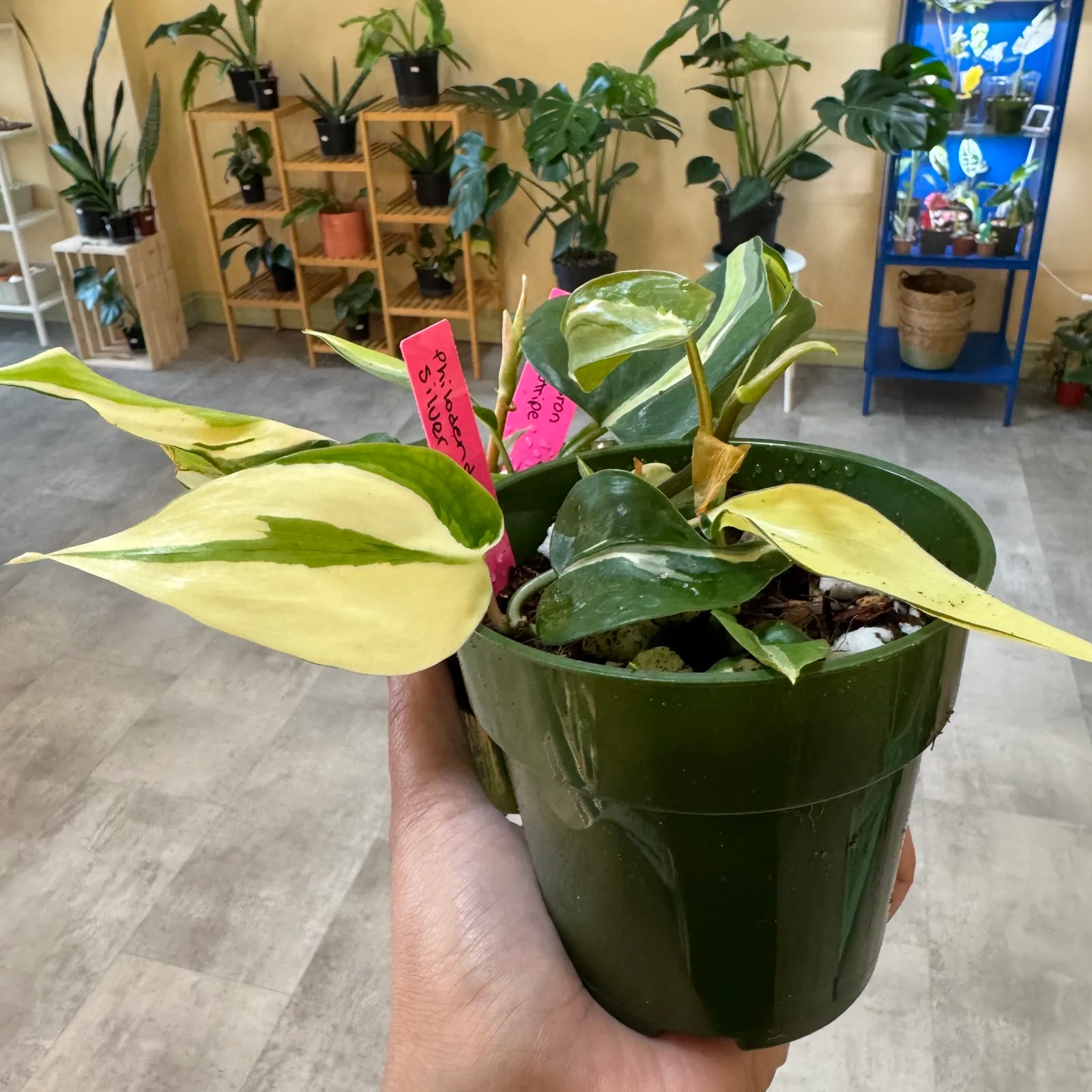Philodendron Silver Stripe — image 3