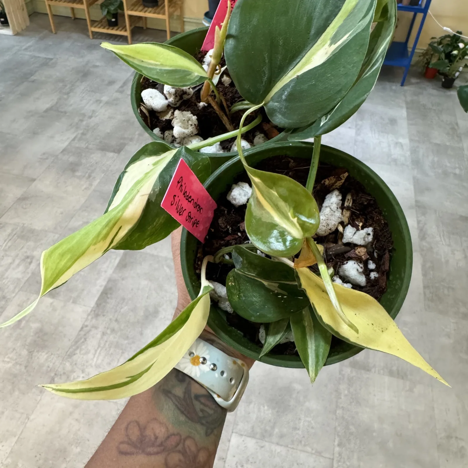 Philodendron Silver Stripe plant with variegated green leaves in green pot, indoor houseplant.