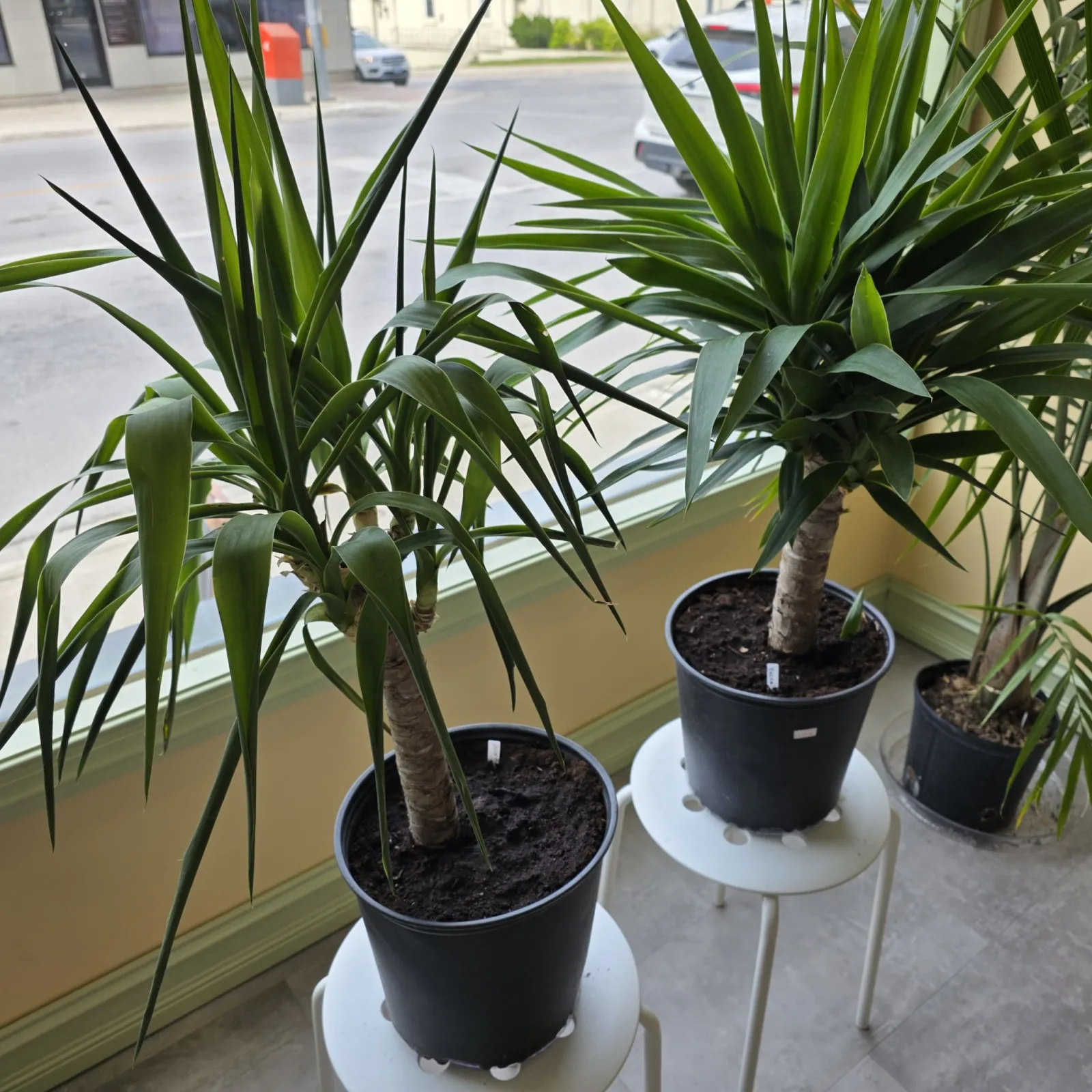 Yucca Cane — image 2