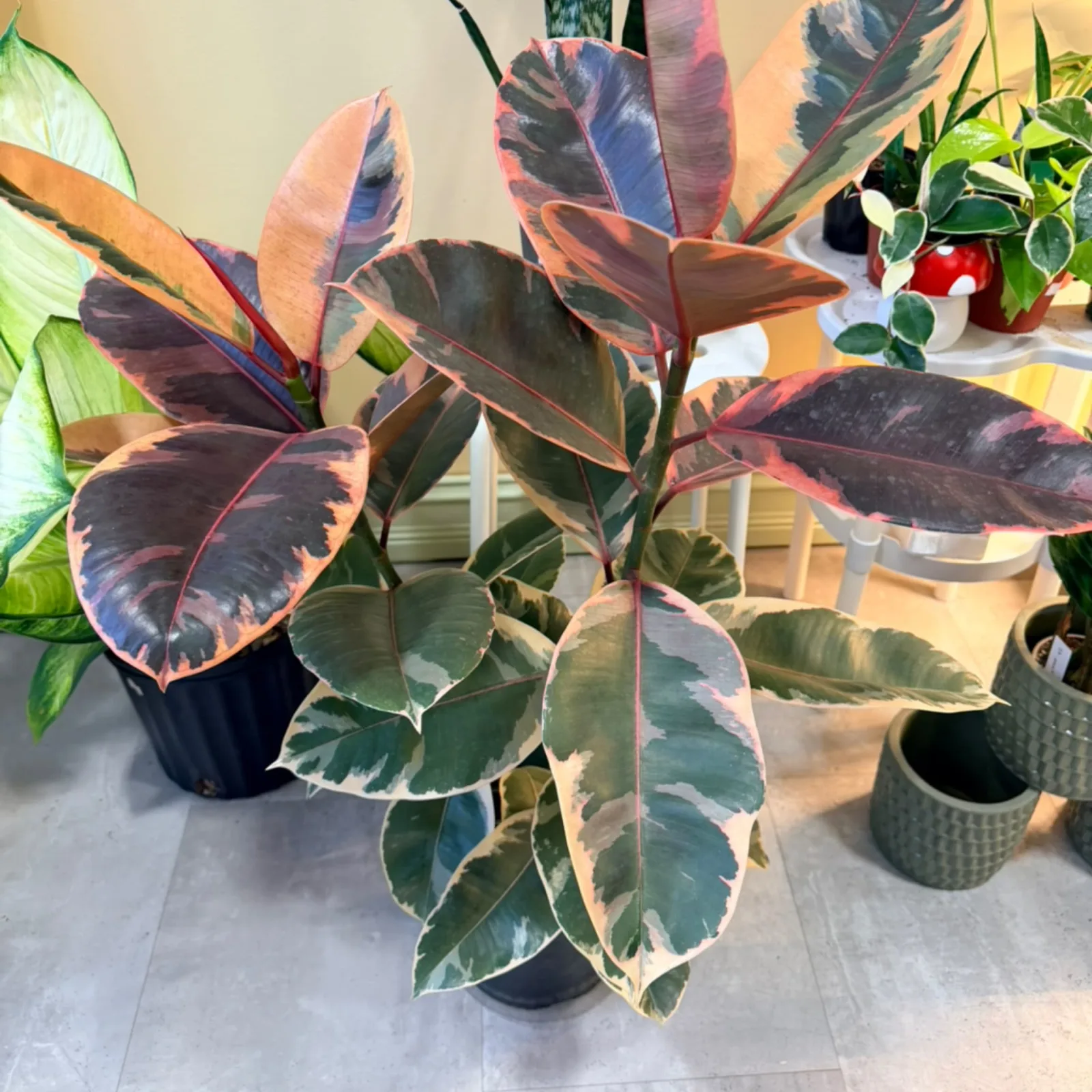 Ficus Ruby Large with burgundy and green variegated leaves in black pot indoors