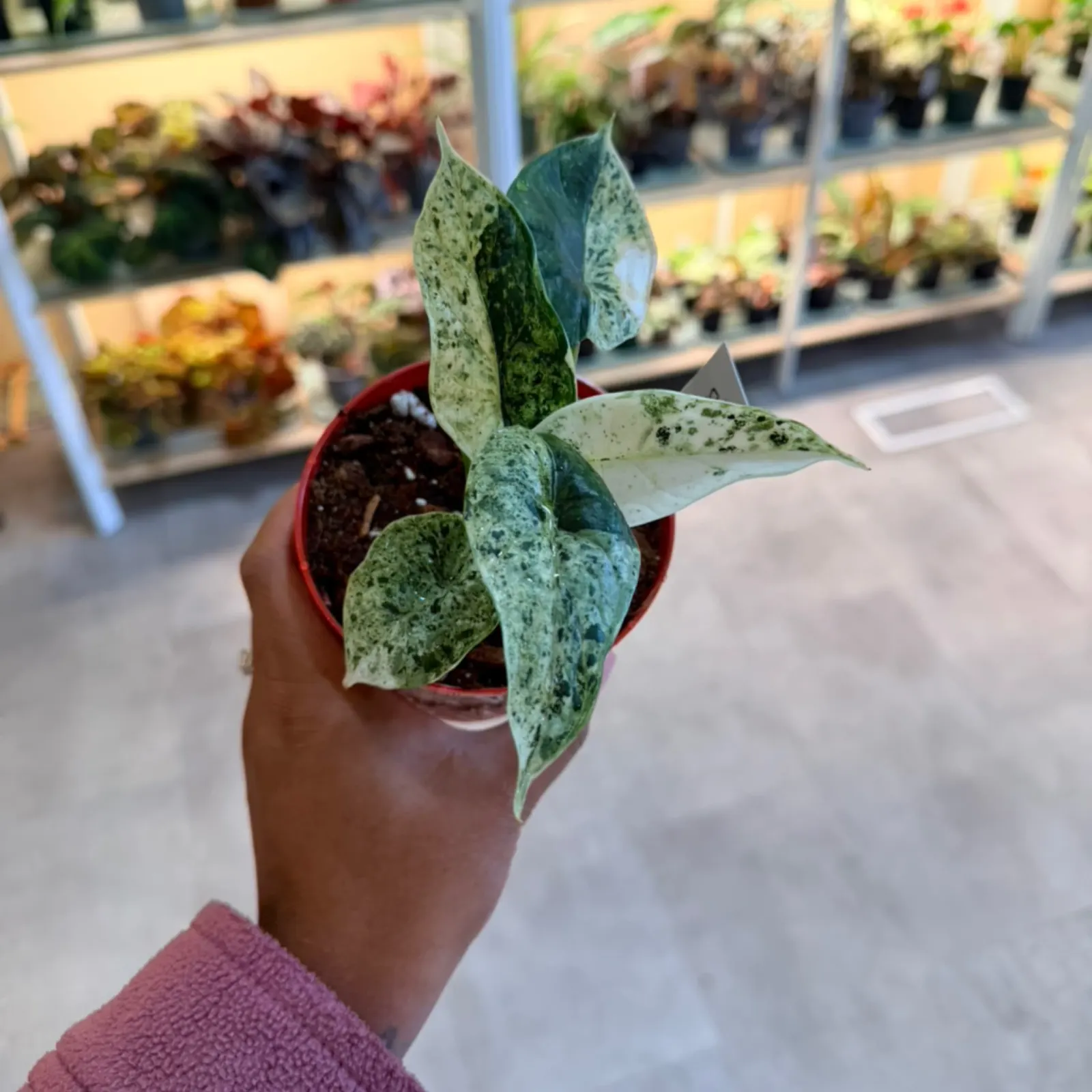 Alocasia 'Dragon Scale Mint' with mottled green leaves in red ceramic pot