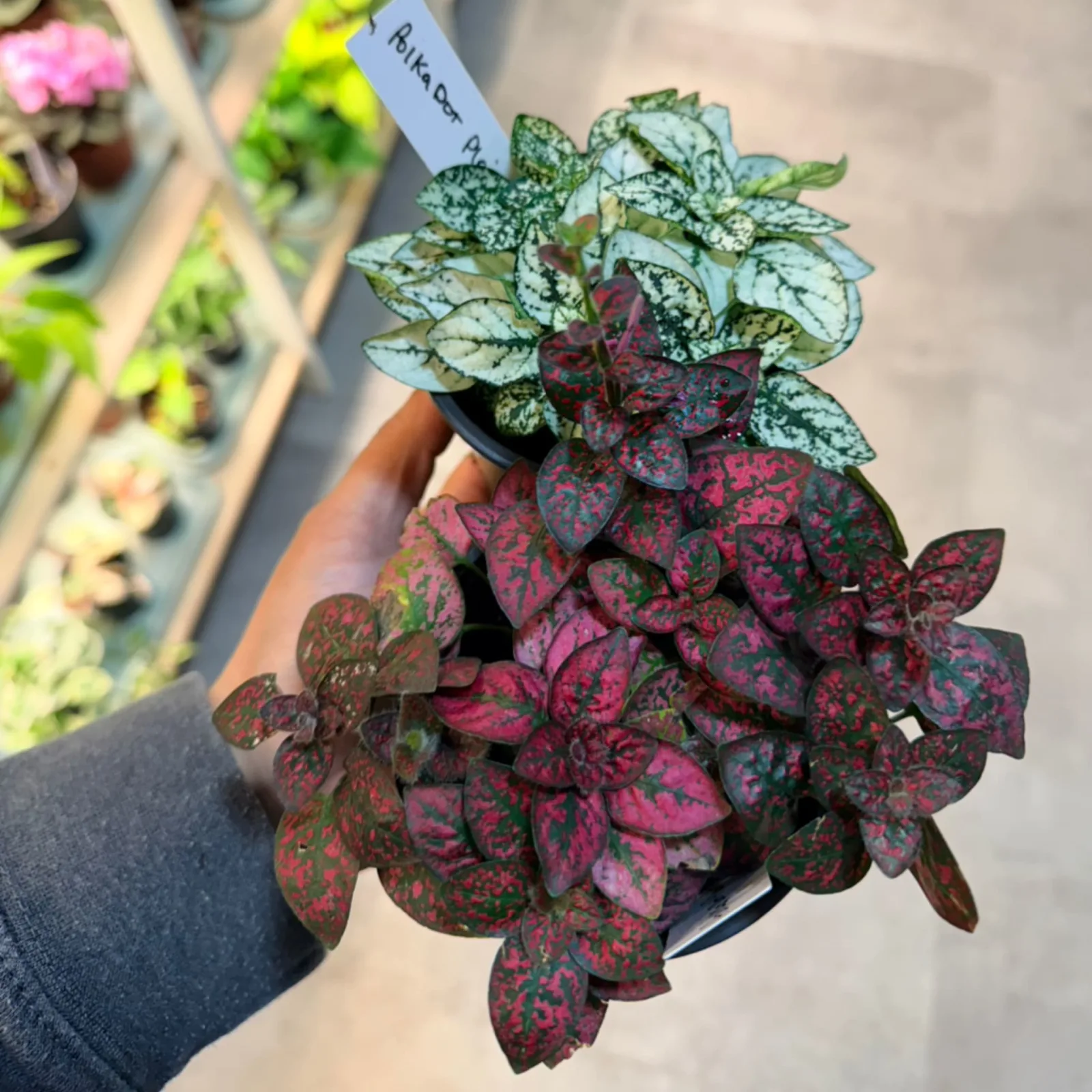 Polka dot plant with red and green variegated foliage in small black nursery pot.