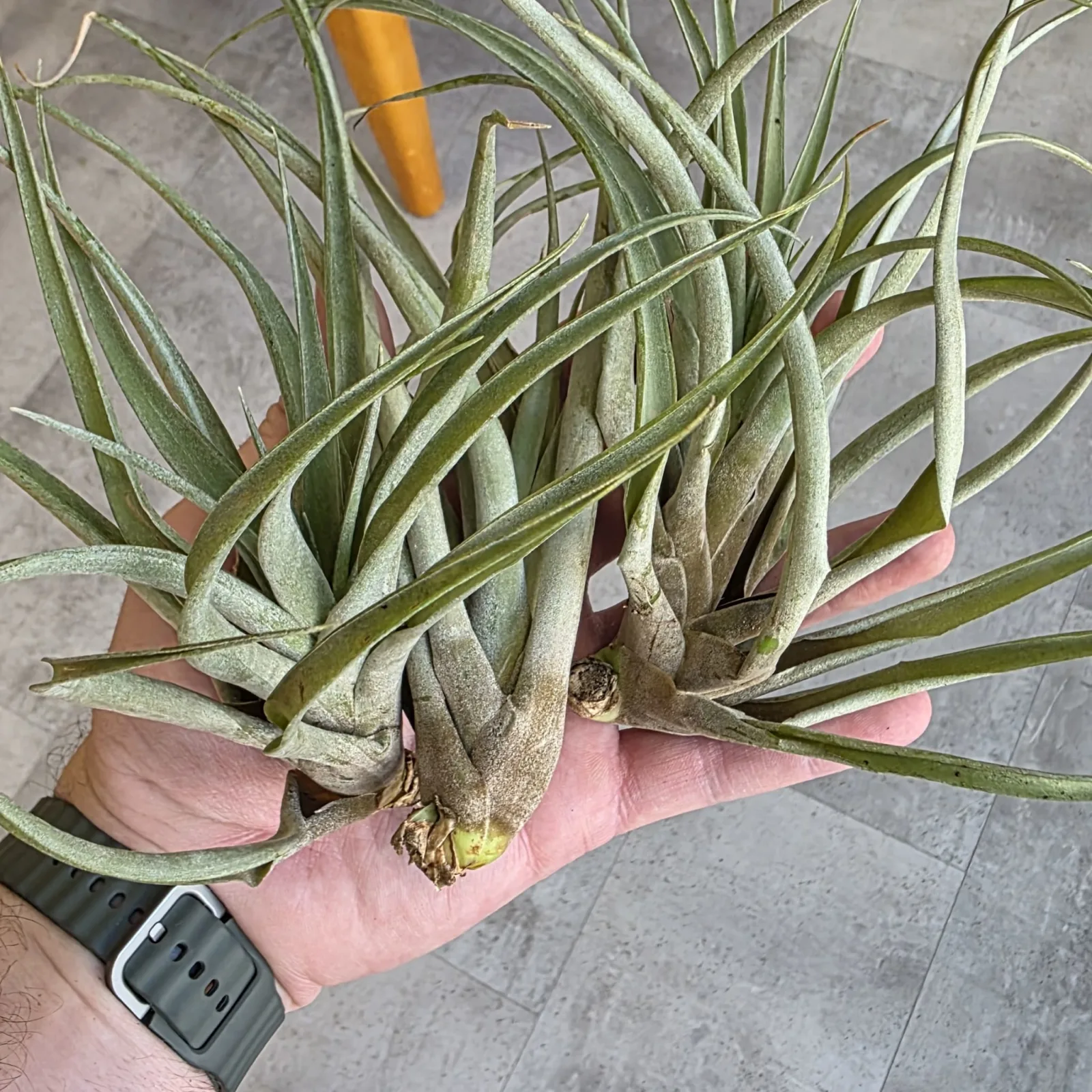 Air Plant — image 2