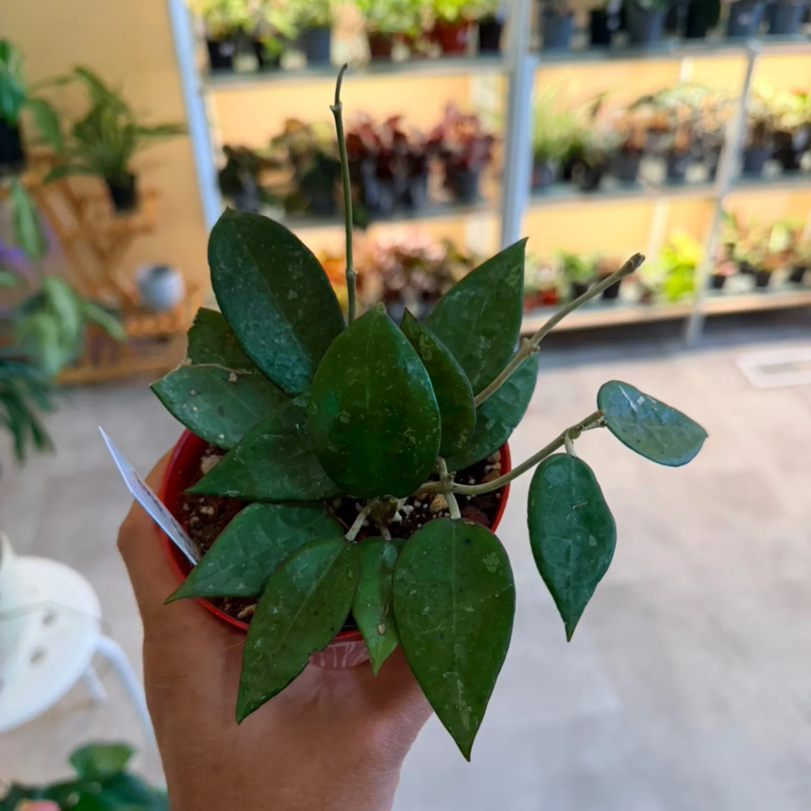Hoya parasitica 'Black Margin' houseplant with dark-edged leaves in small red pot.