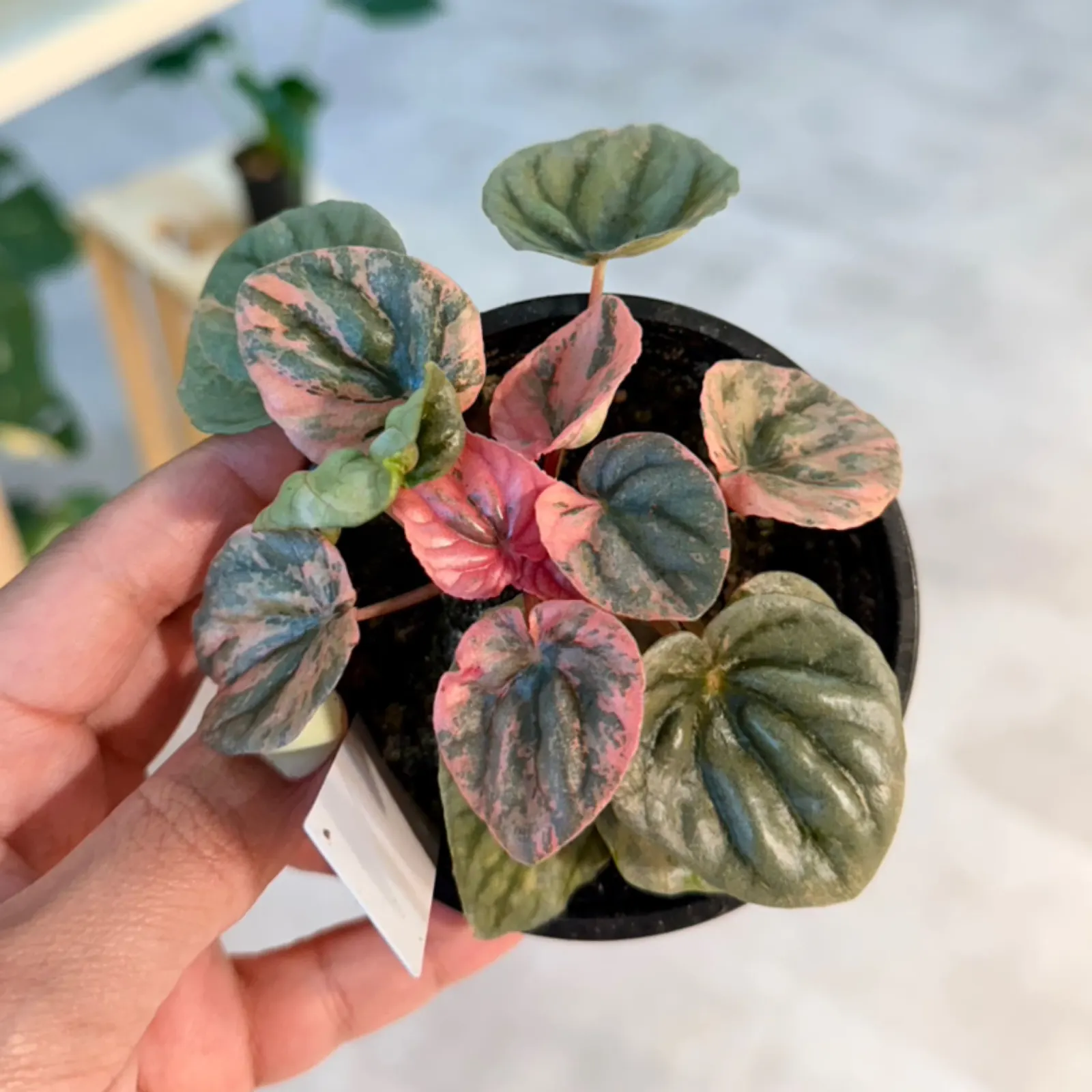 Peperomia Pink Lady houseplant with variegated pink and green leaves in small black pot.