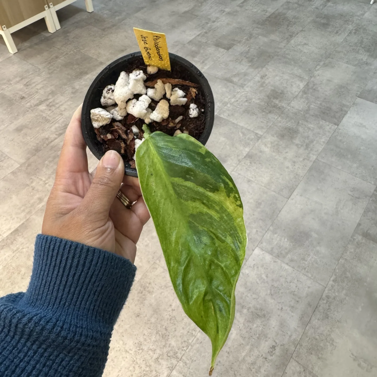 Philodendron Jose Bueno — image 3