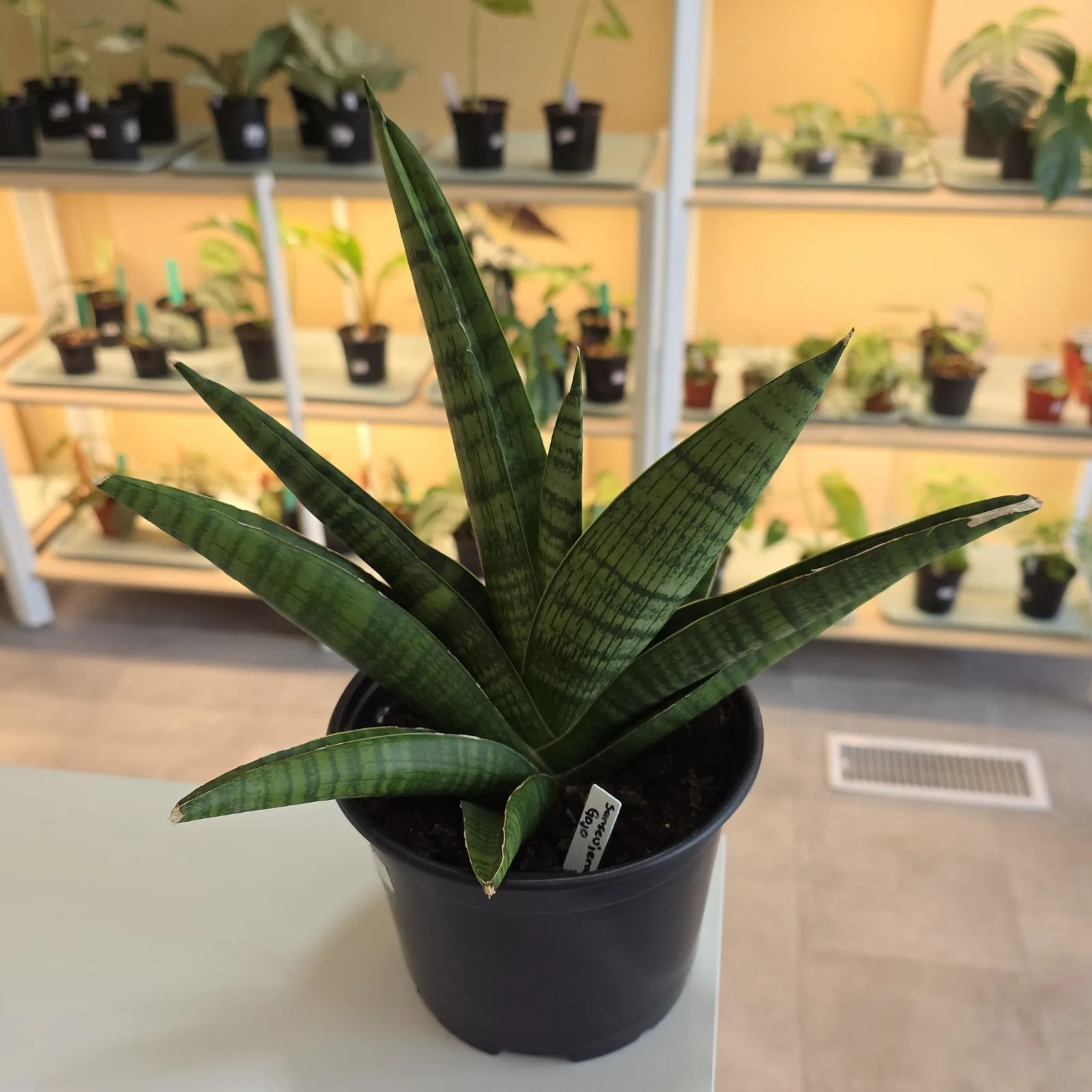 Sansevieria Gojo houseplant with striped green leaves in black pot, nursery background.
