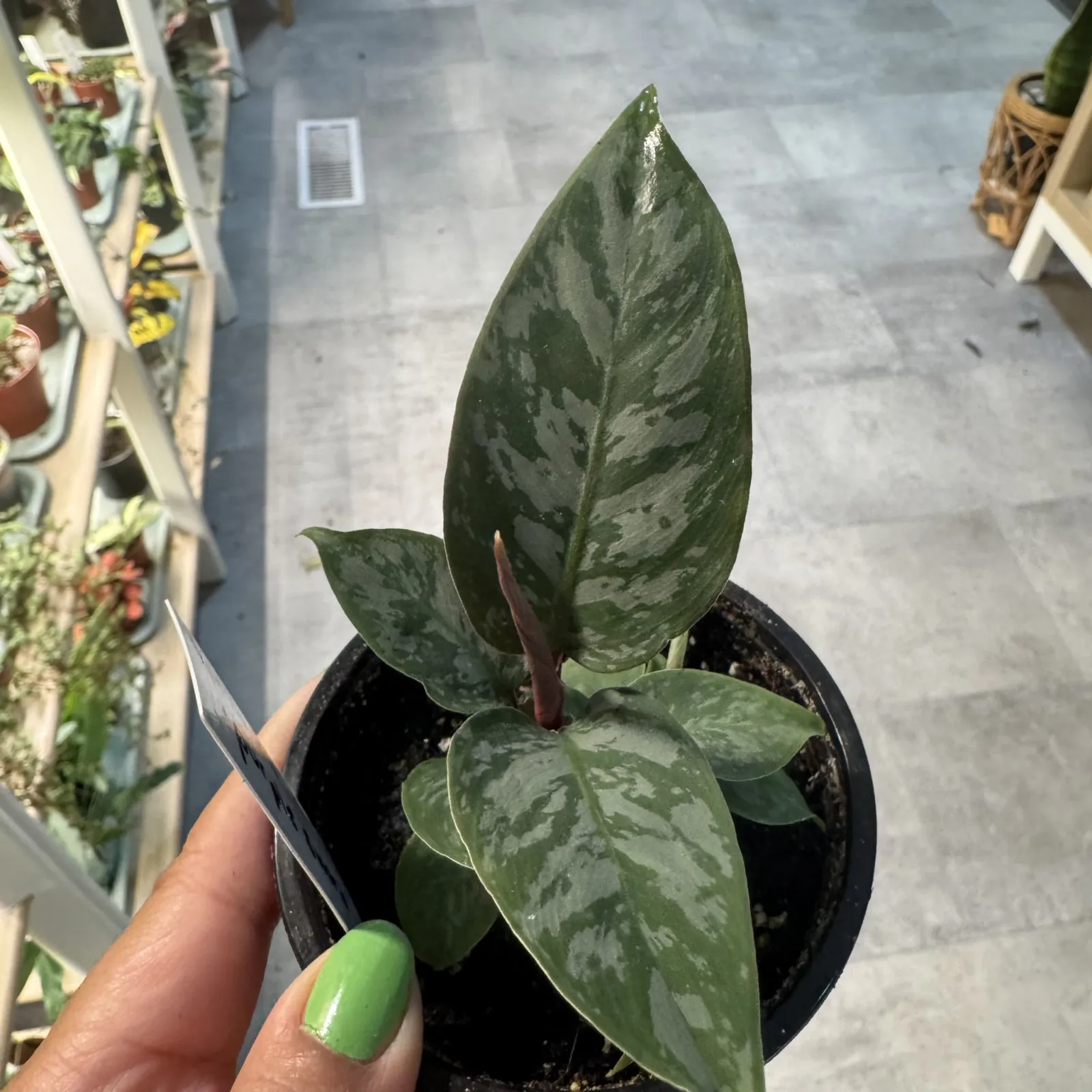 Apoballis Purple Sword houseplant with variegated green leaves in black pot, held in hand.