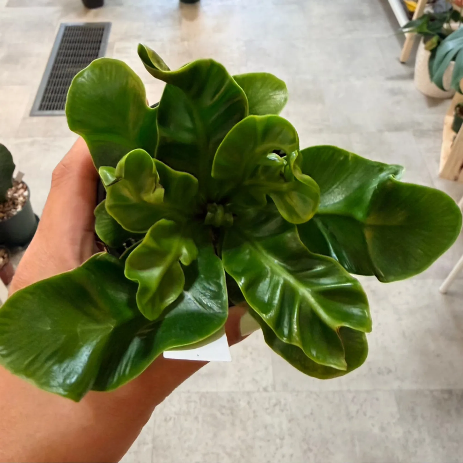 Fern Cobra houseplant with green foliage held in hand, vibrant leaves visible.