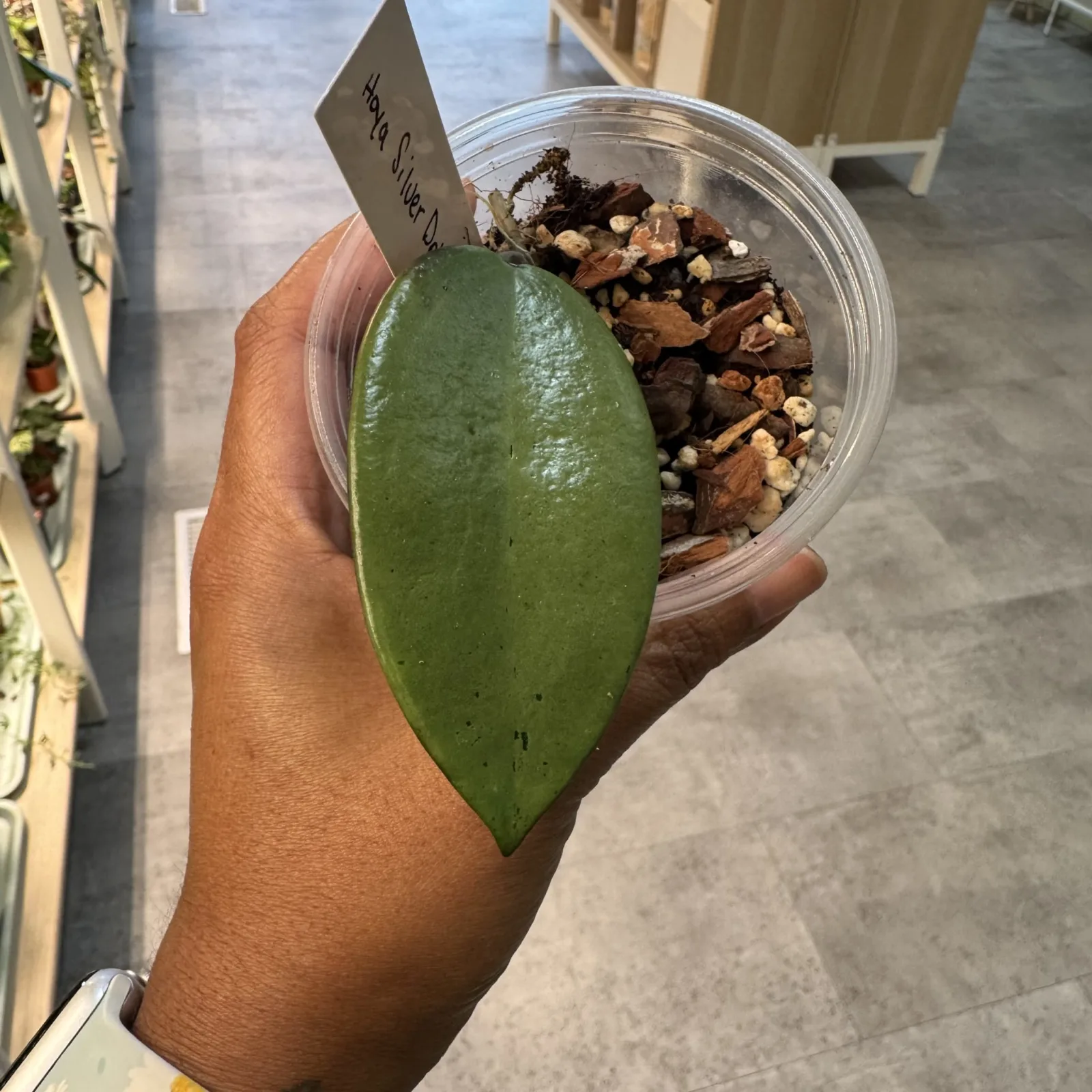Hoya Silver Dollar plant with large green leaf in clear plastic nursery pot with soil.