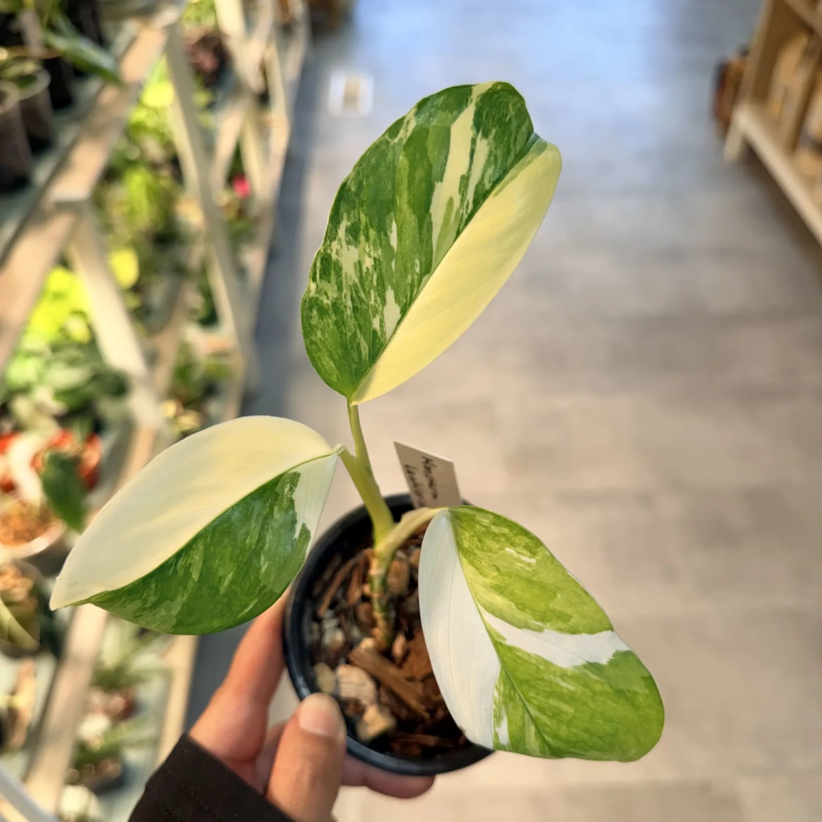 Monstera Lechleriana houseplant with variegated green and white leaves in small black pot.