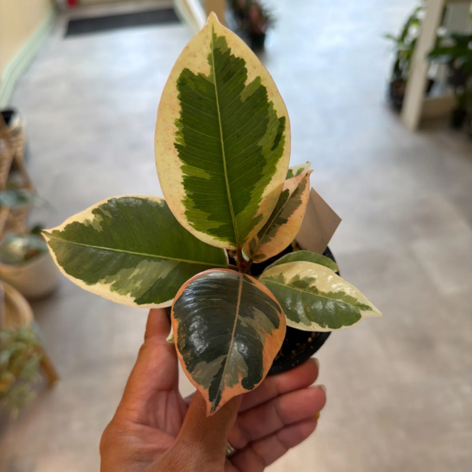 Ficus Tineke houseplant with variegated cream and green leaves in terra cotta pot.