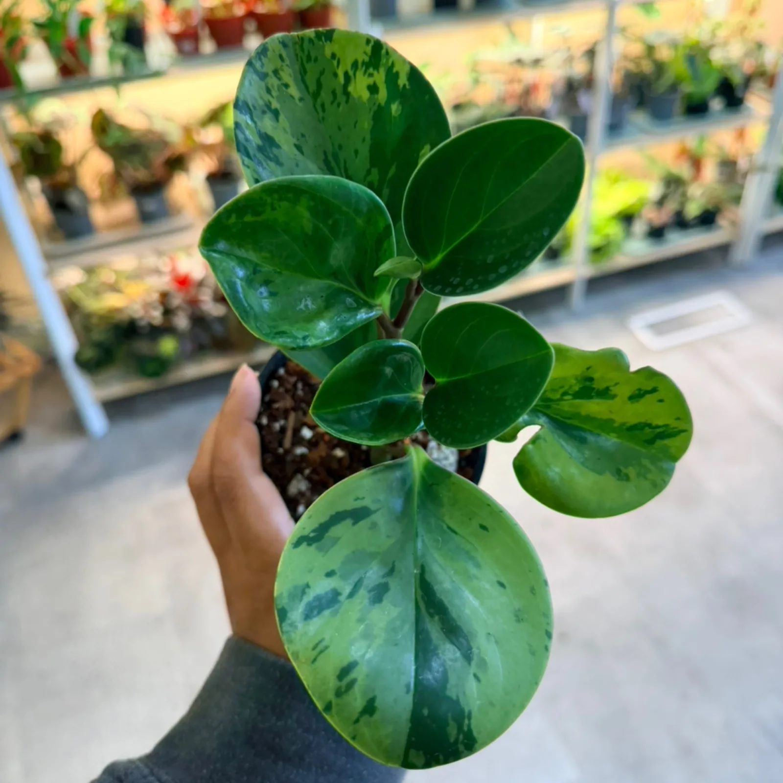 Peperomia obtusifolia 'Marble' houseplant with variegated green leaves in small pot