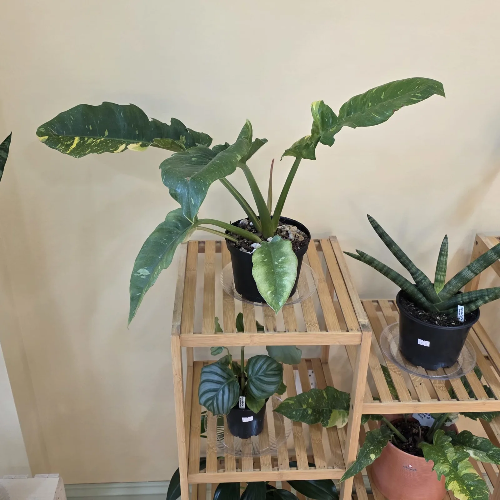 Philodendron Ring of Fire houseplant with variegated leaves in terracotta pot.
