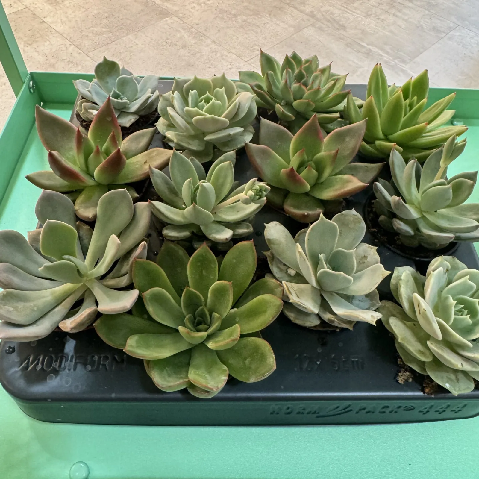 Echeveria succulent collection in black rectangular pot on green surface.