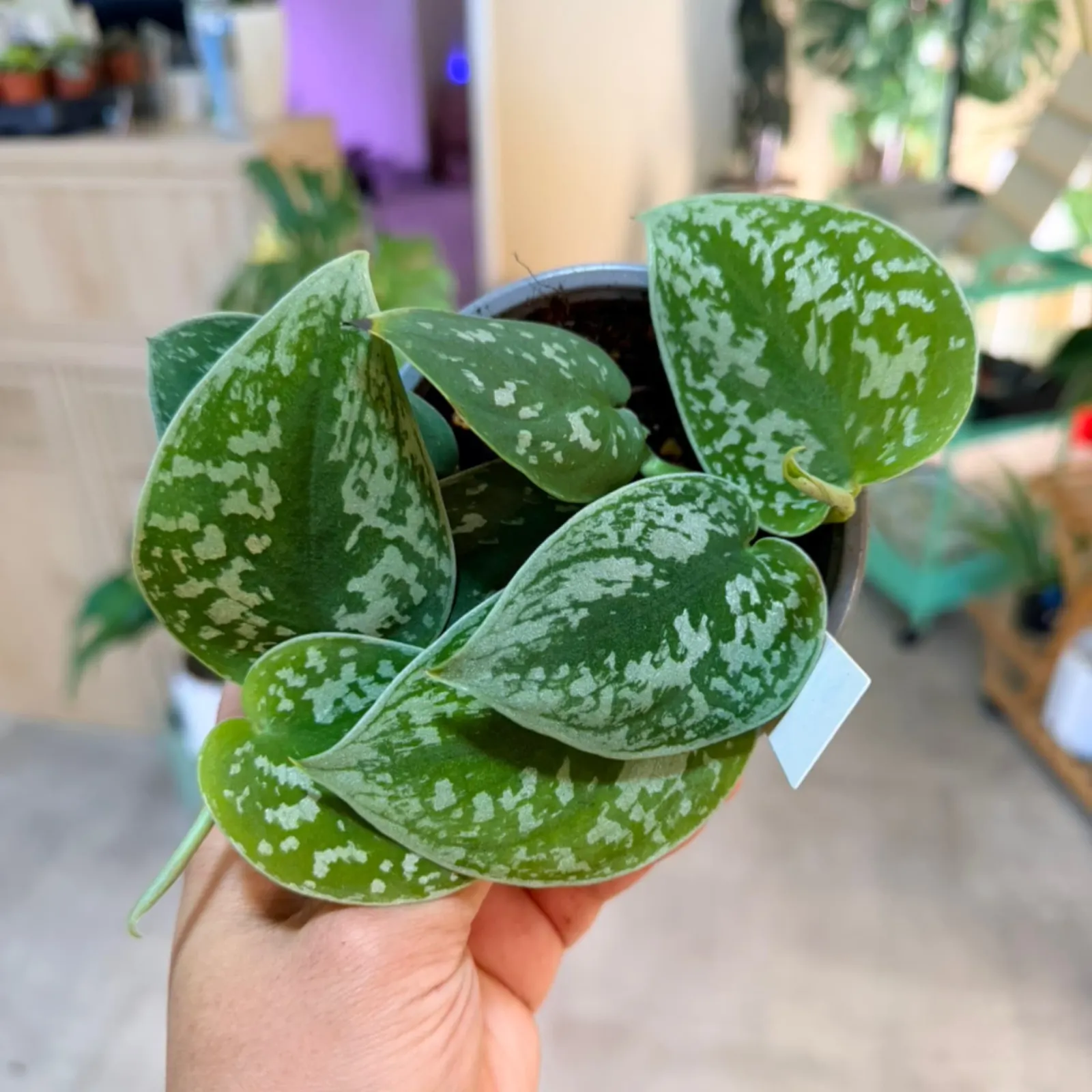 Scindapsus argyraeus with silver spotted leaves in black pot, held in hand.