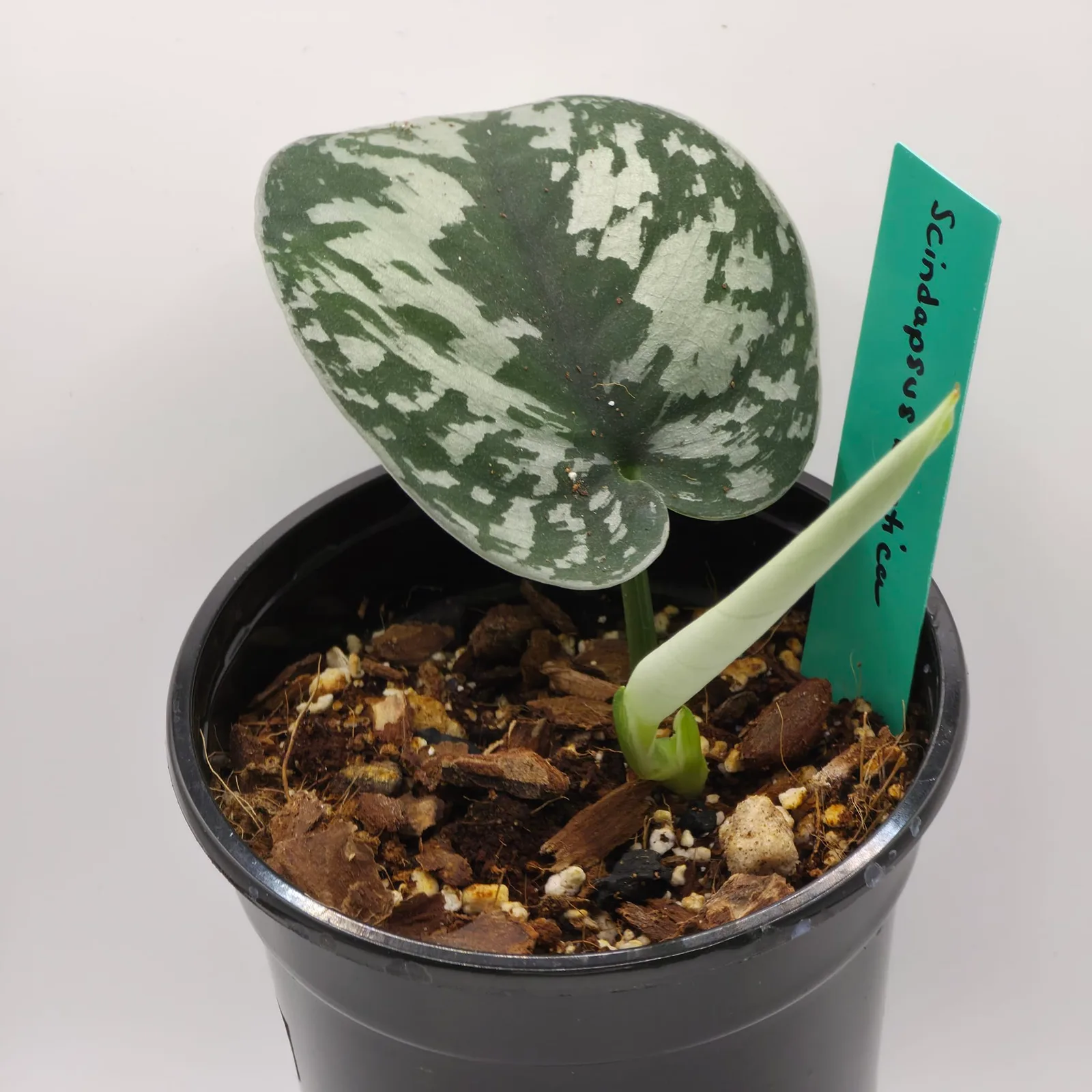 Scindapsus Exotica — image 2