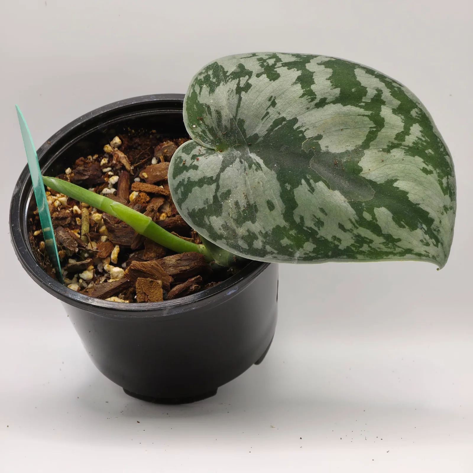 Scindapsus Exotica — image 3