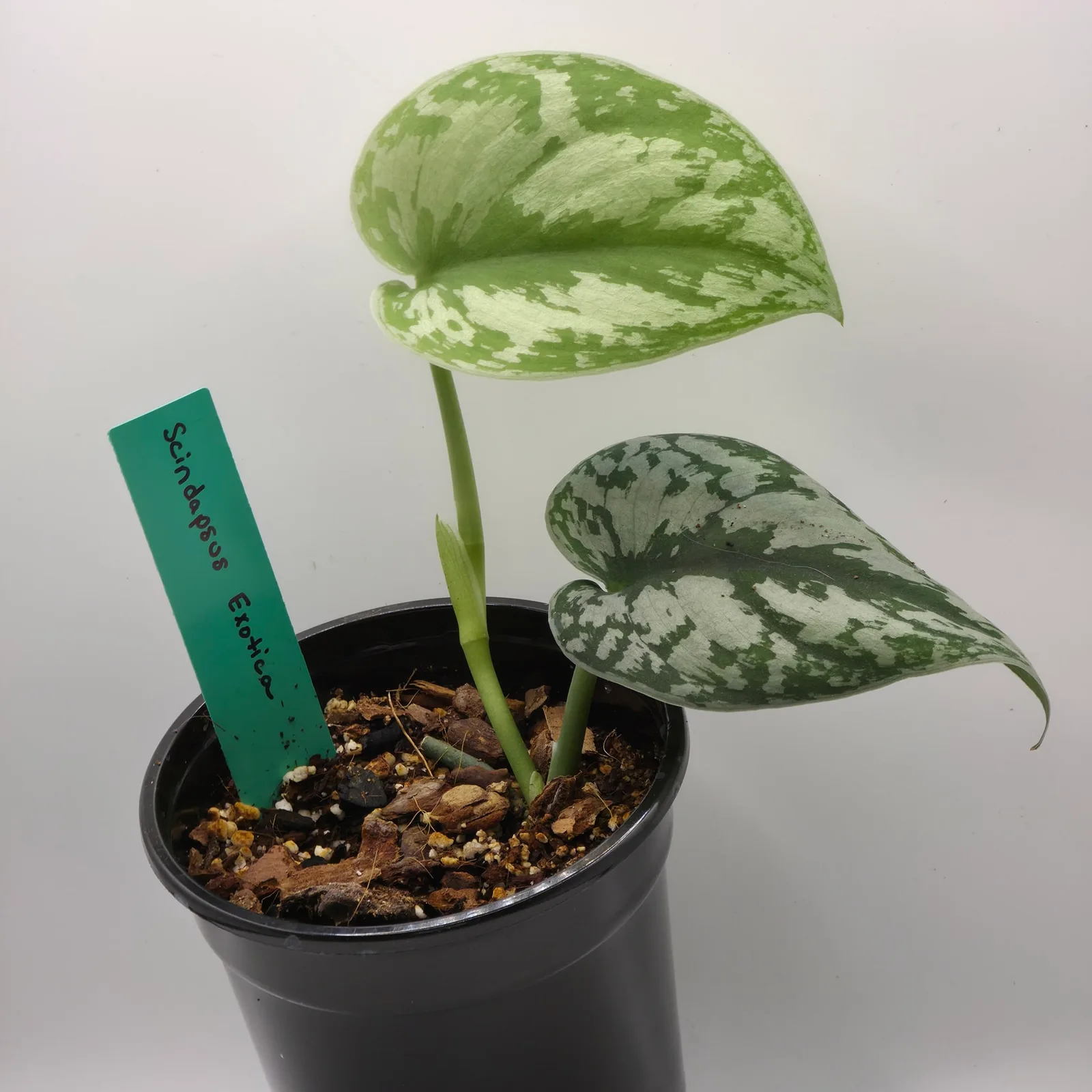 Scindapsus Exotica — image 4