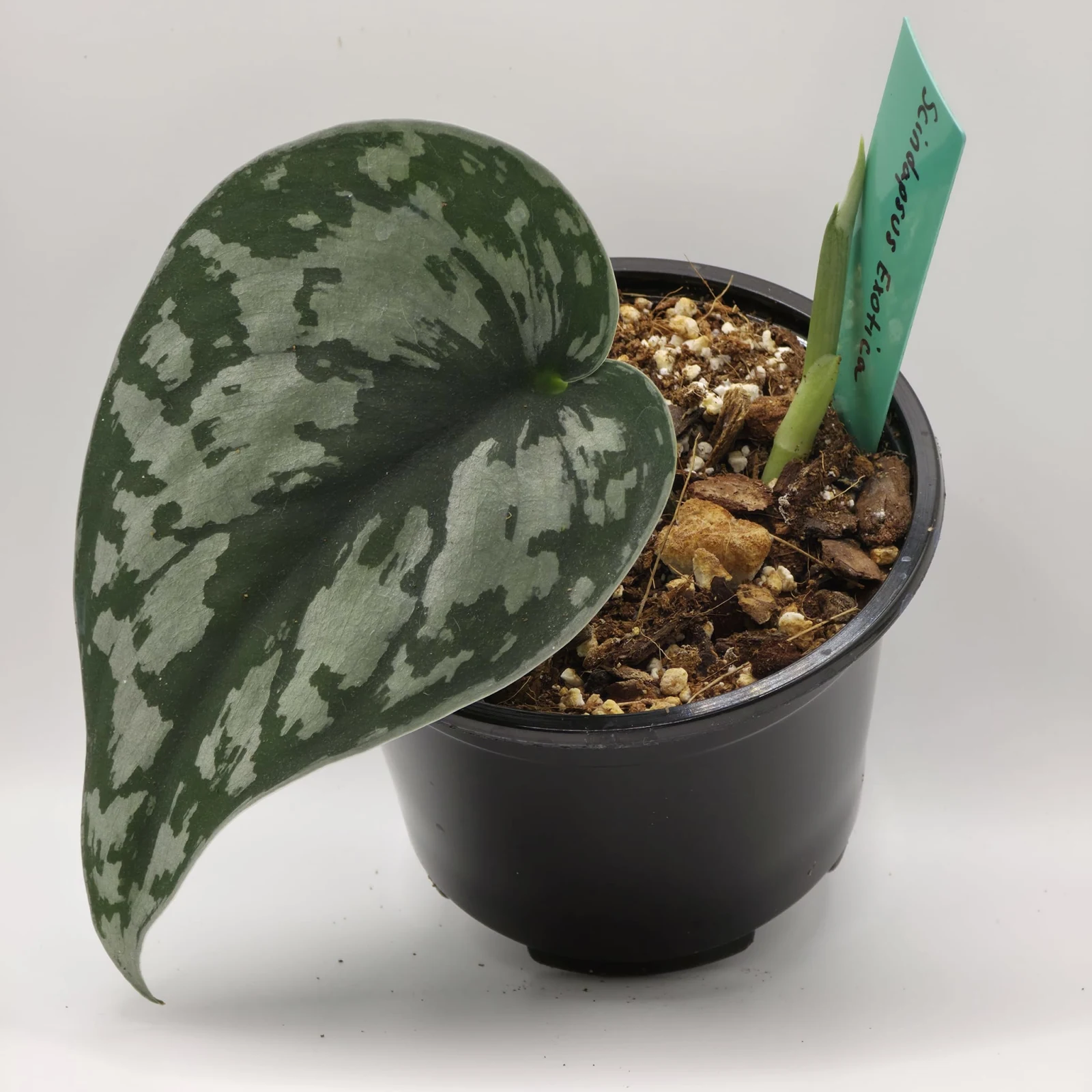 Scindapsus Exotica houseplant with variegated green and white leaves in black pot.