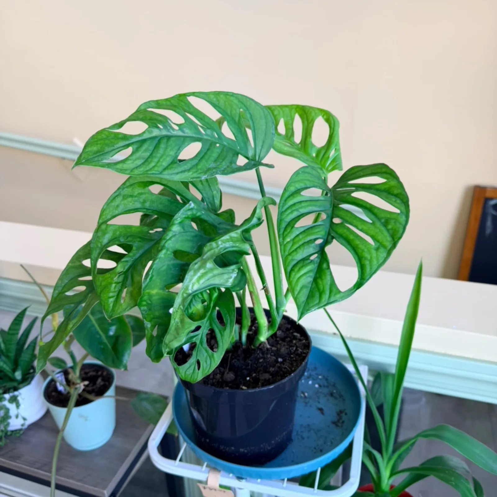 Monstera Adansonii with characteristic fenestrated leaves in black pot on shelf.