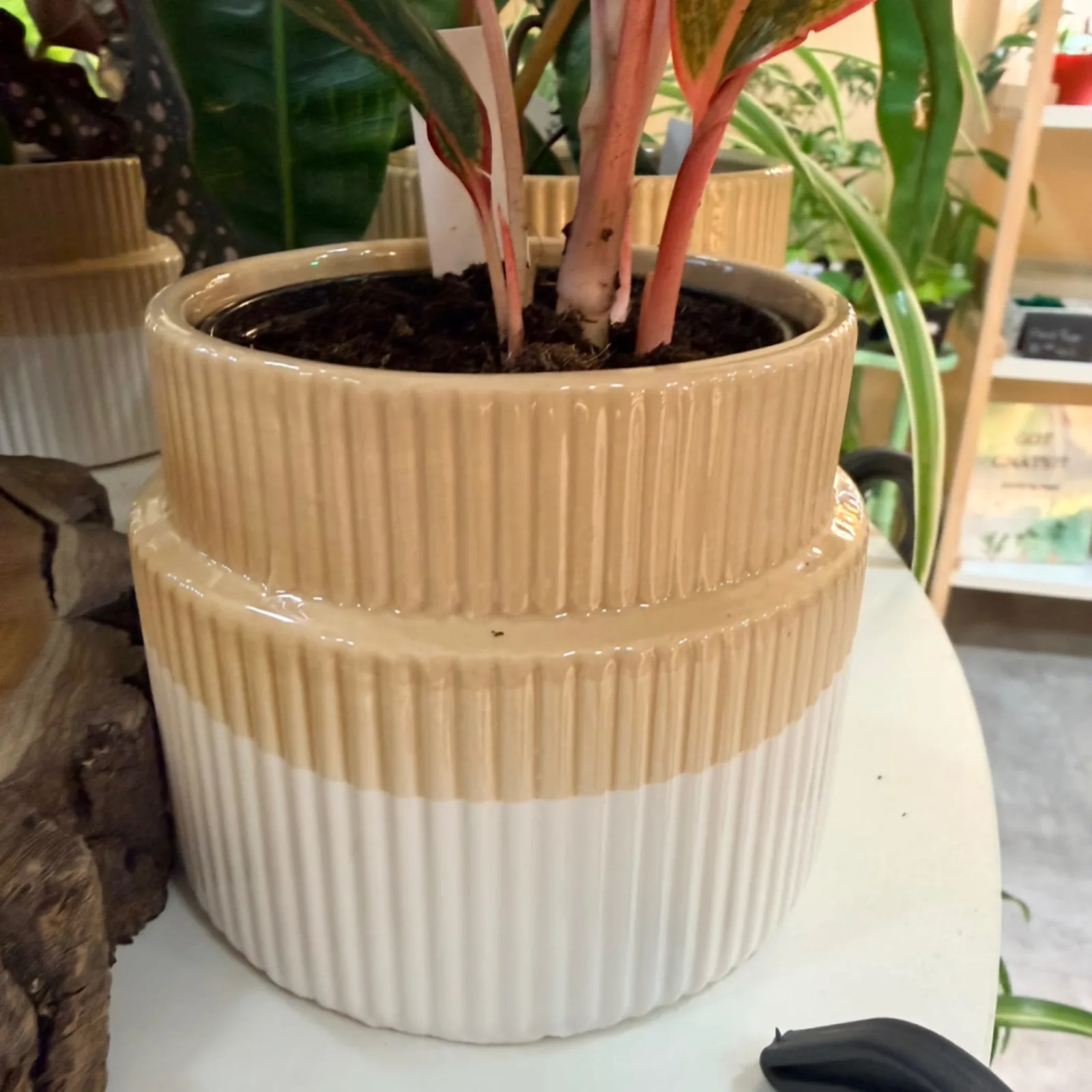 Ceramic Mixed Tray - Neutrals (Pack 8) with green leafy plant in stacked neutral-toned ceramic pot.
