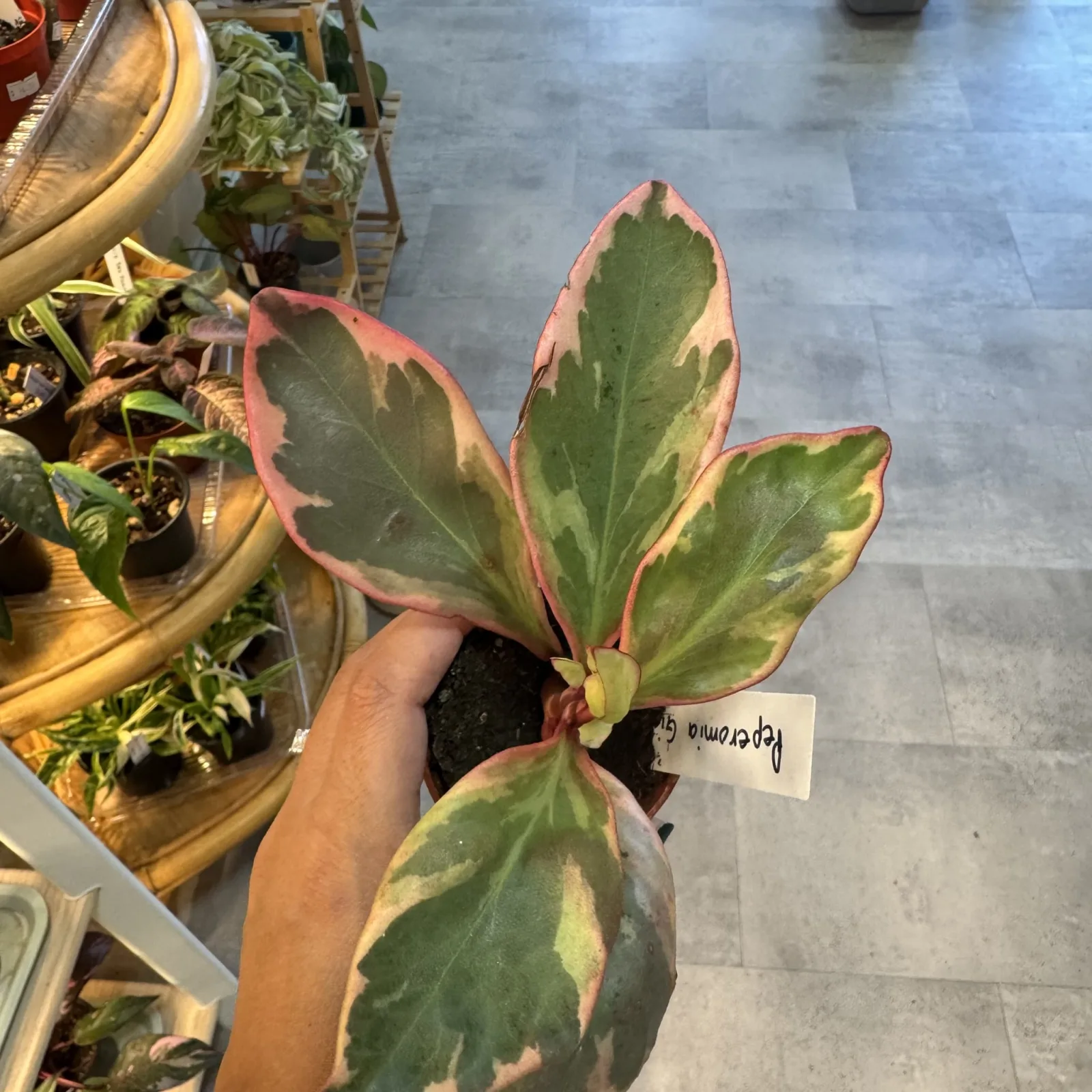 Peperomia Ginny — image 2