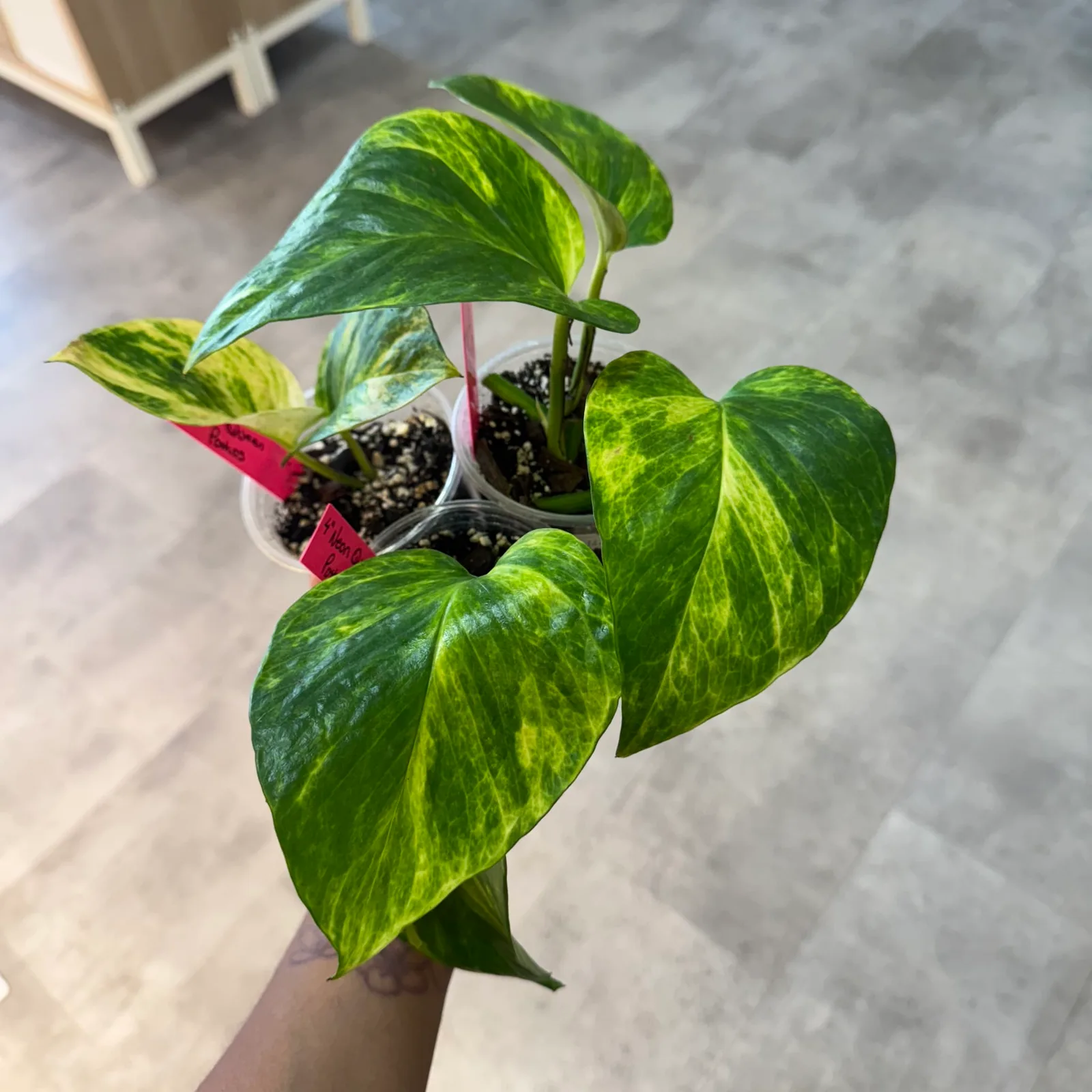 Neon Queen Pothos — image 2