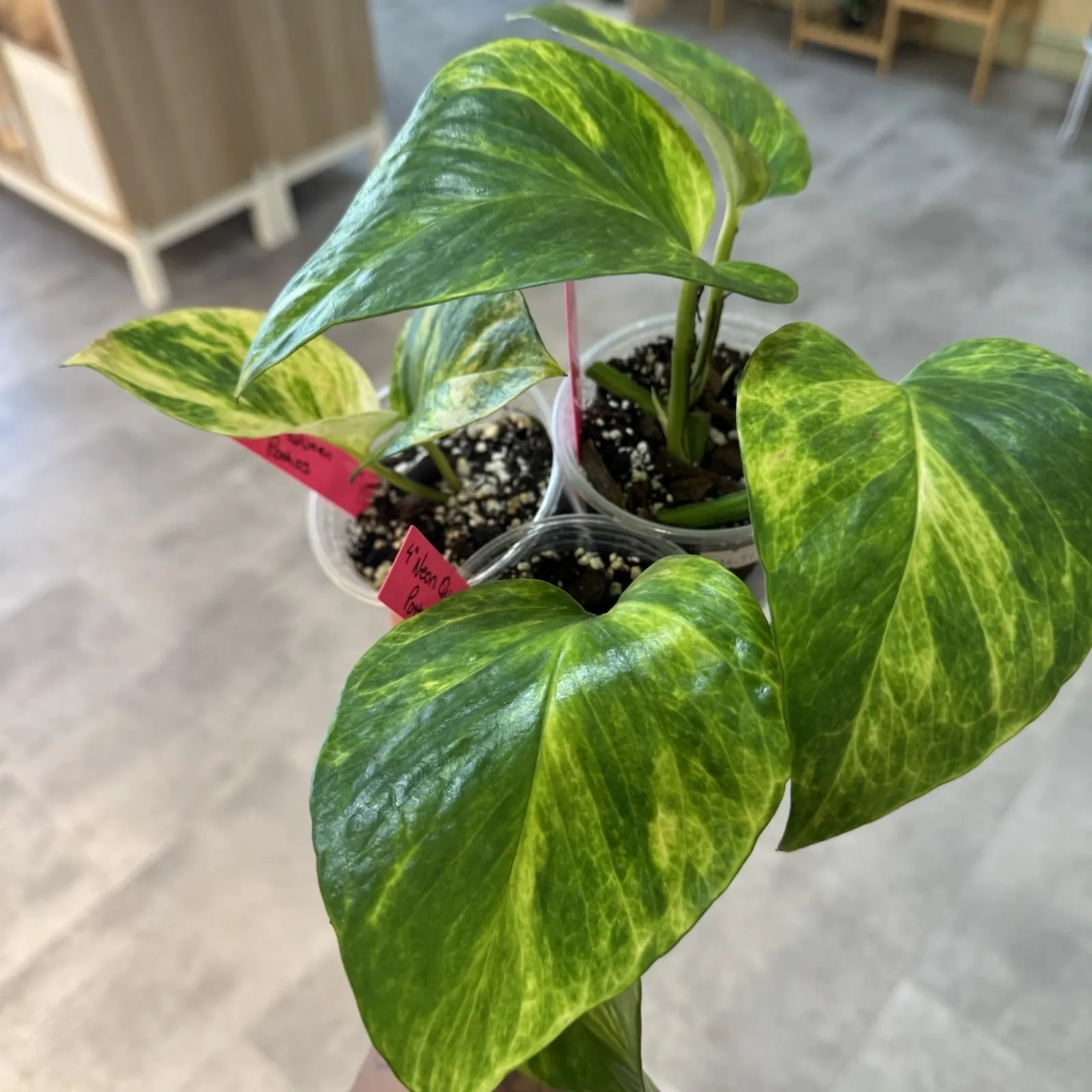 Neon Queen Pothos houseplant with vibrant yellow-green variegated leaves in white pot.