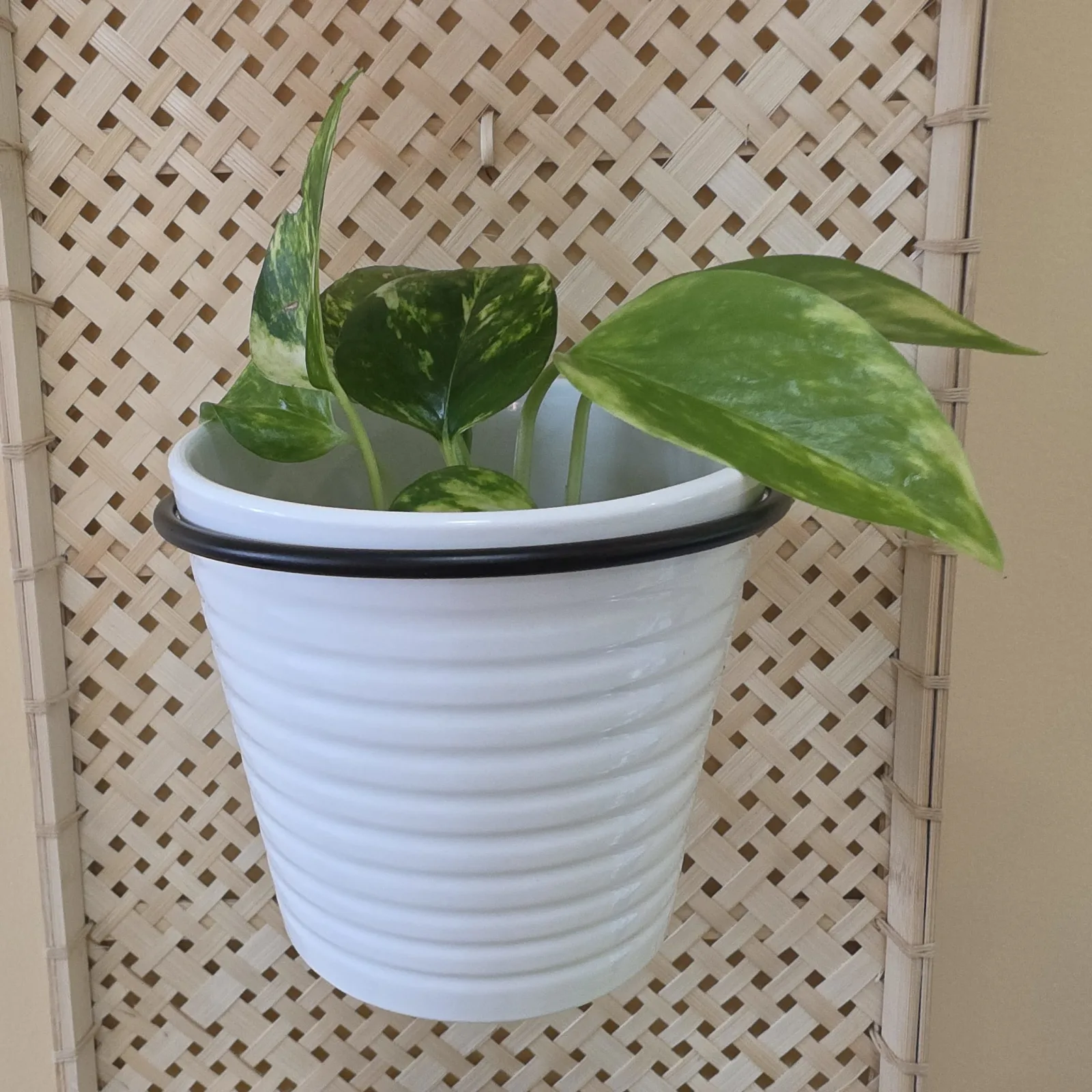 Golden Pothos plant in white ribbed pot against lattice background