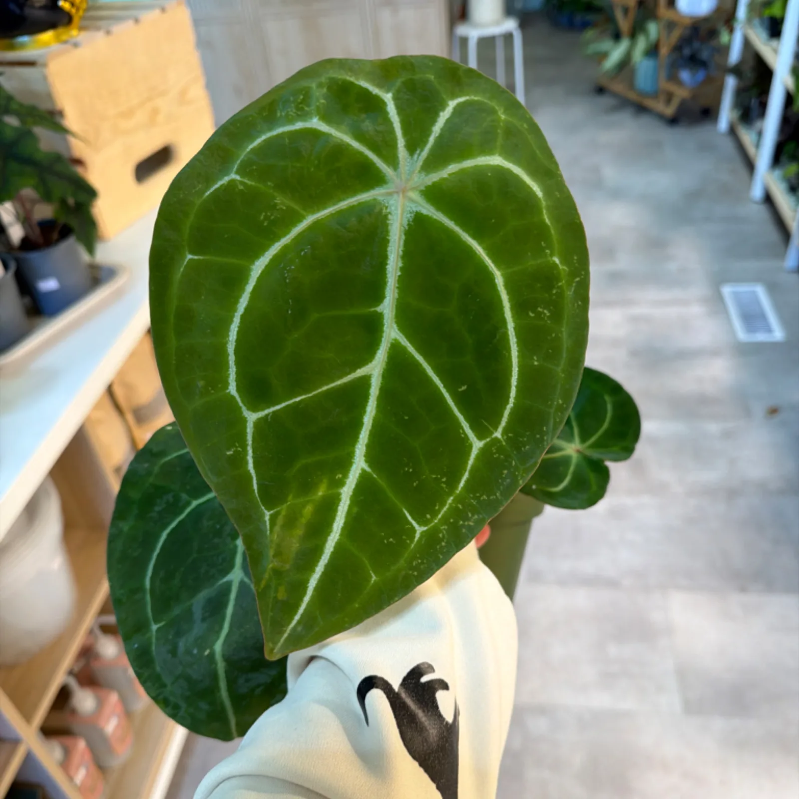Anthurium Forgetti houseplant with distinctive white-veined green leaves in white pot