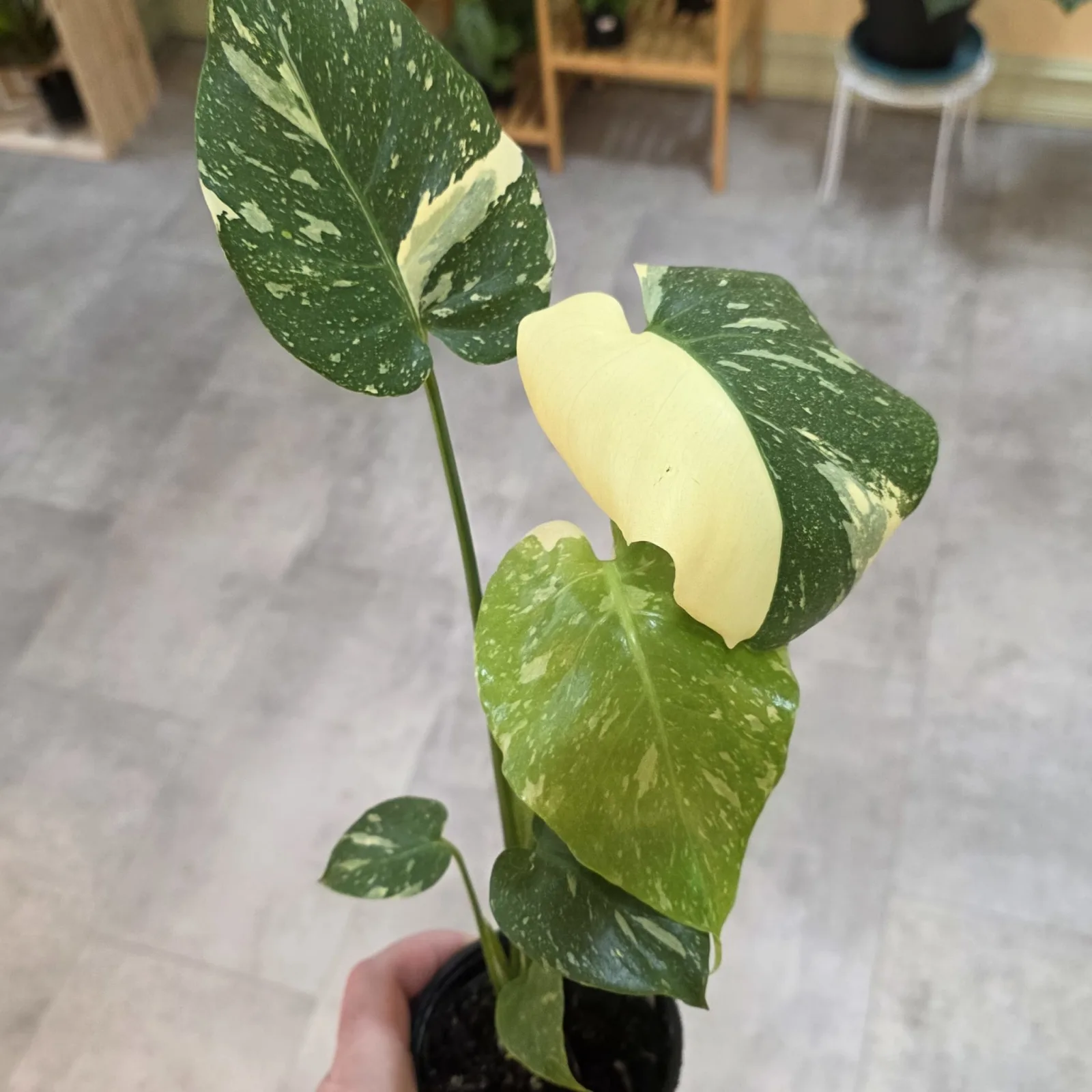 Monstera Thai Constellation houseplant with variegated green and white leaves in black pot.