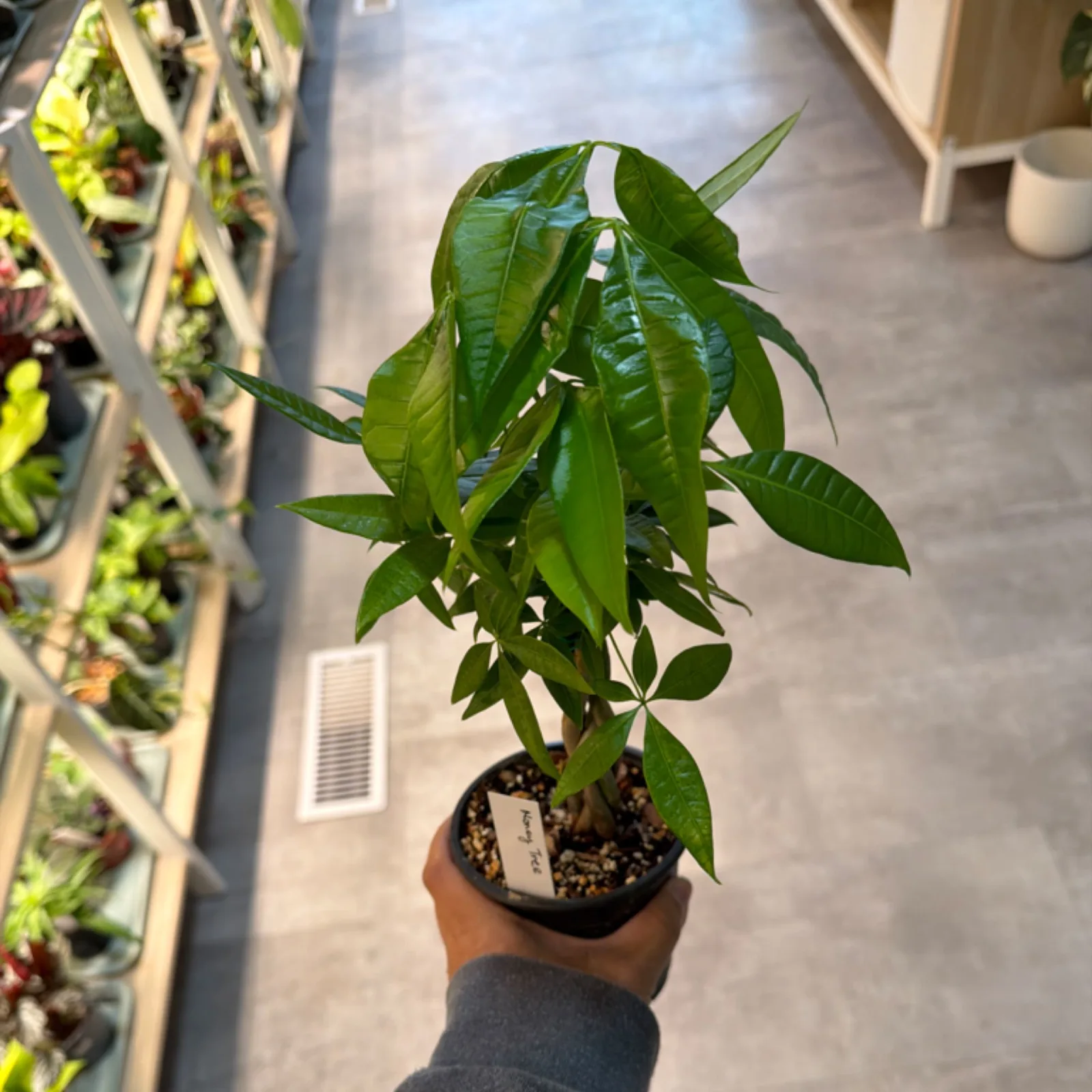 Money Tree houseplant with glossy green leaves in terracotta pot, indoor plant.