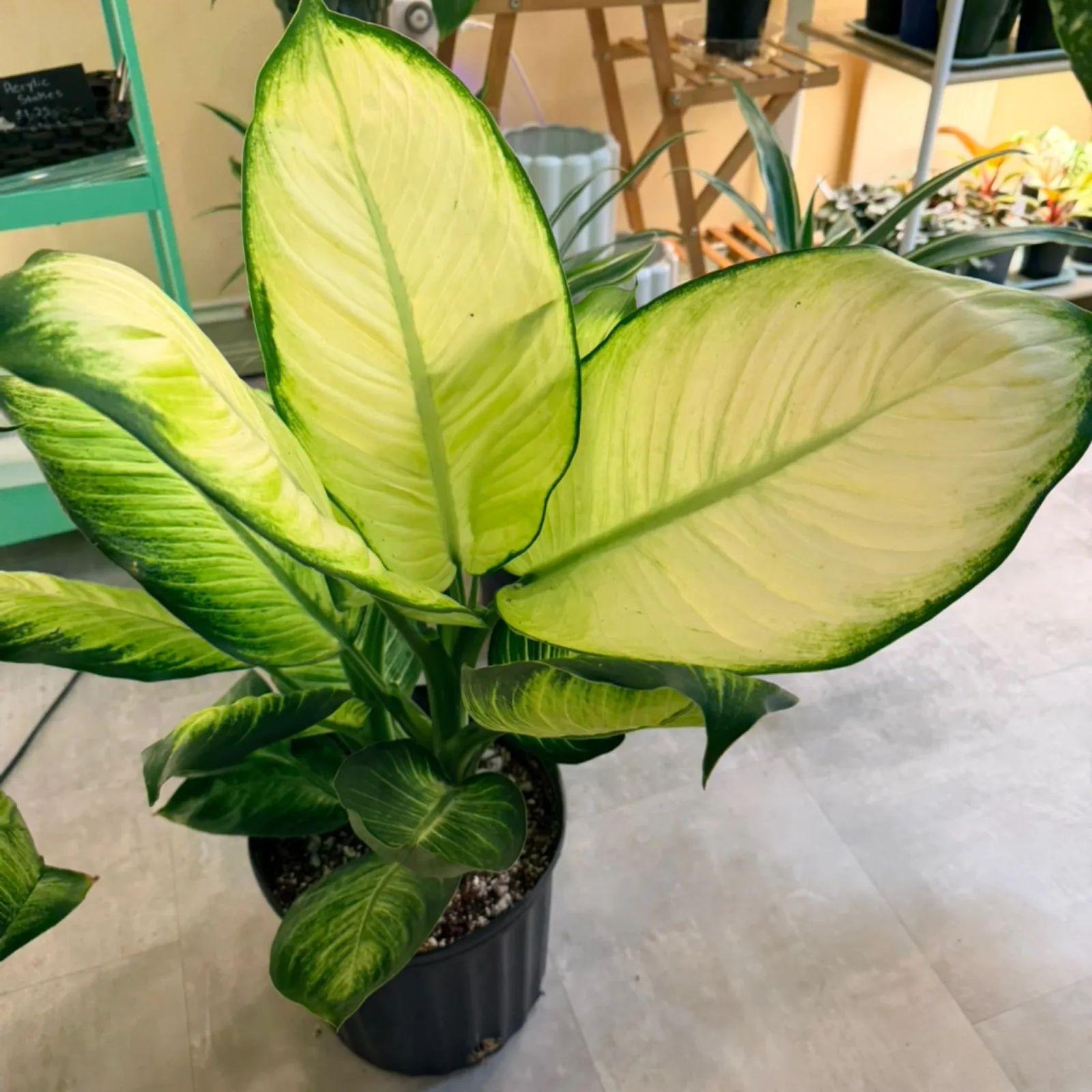 Dieffenbachia Camille houseplant with bright yellow-green variegated leaves in black pot