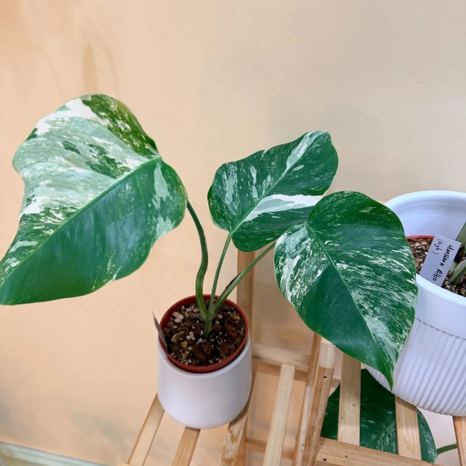 Monstera Albo (High Variegation) — image 2