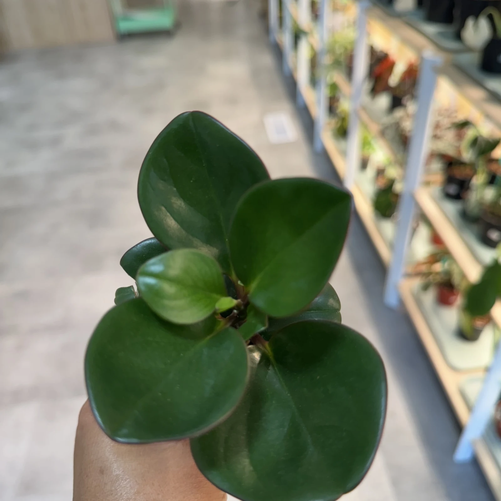 Peperomia Obtusifolia with round green leaves held in hand, nursery setting background.
