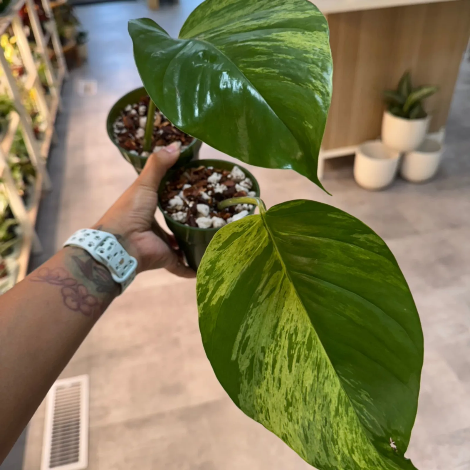 Extra Large Leaf Marble Pothos Cutting with variegated green and white foliage in small nursery pot.
