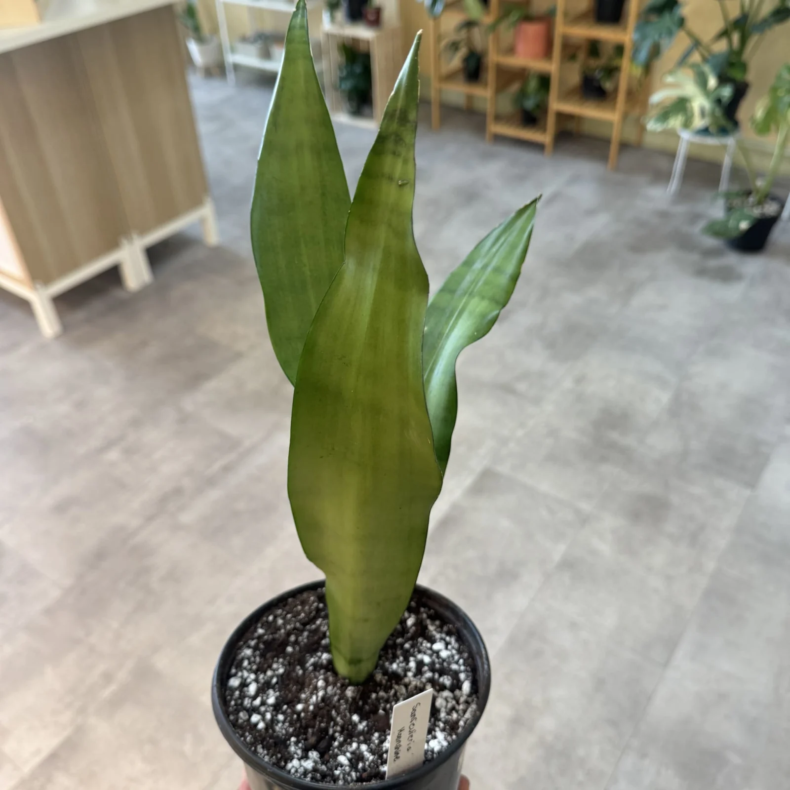 Sansevieria Moonshine with pale green upright leaves in black speckled pot