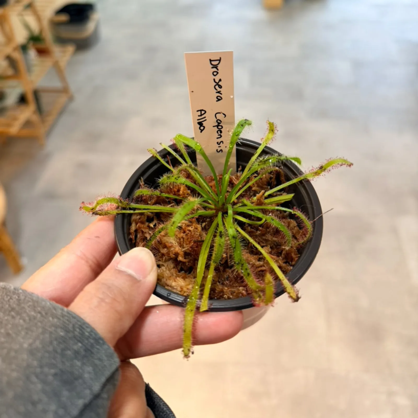 Drosera Capensis Alba carnivorous plant with thin green tentacles in small black pot, held in hand.