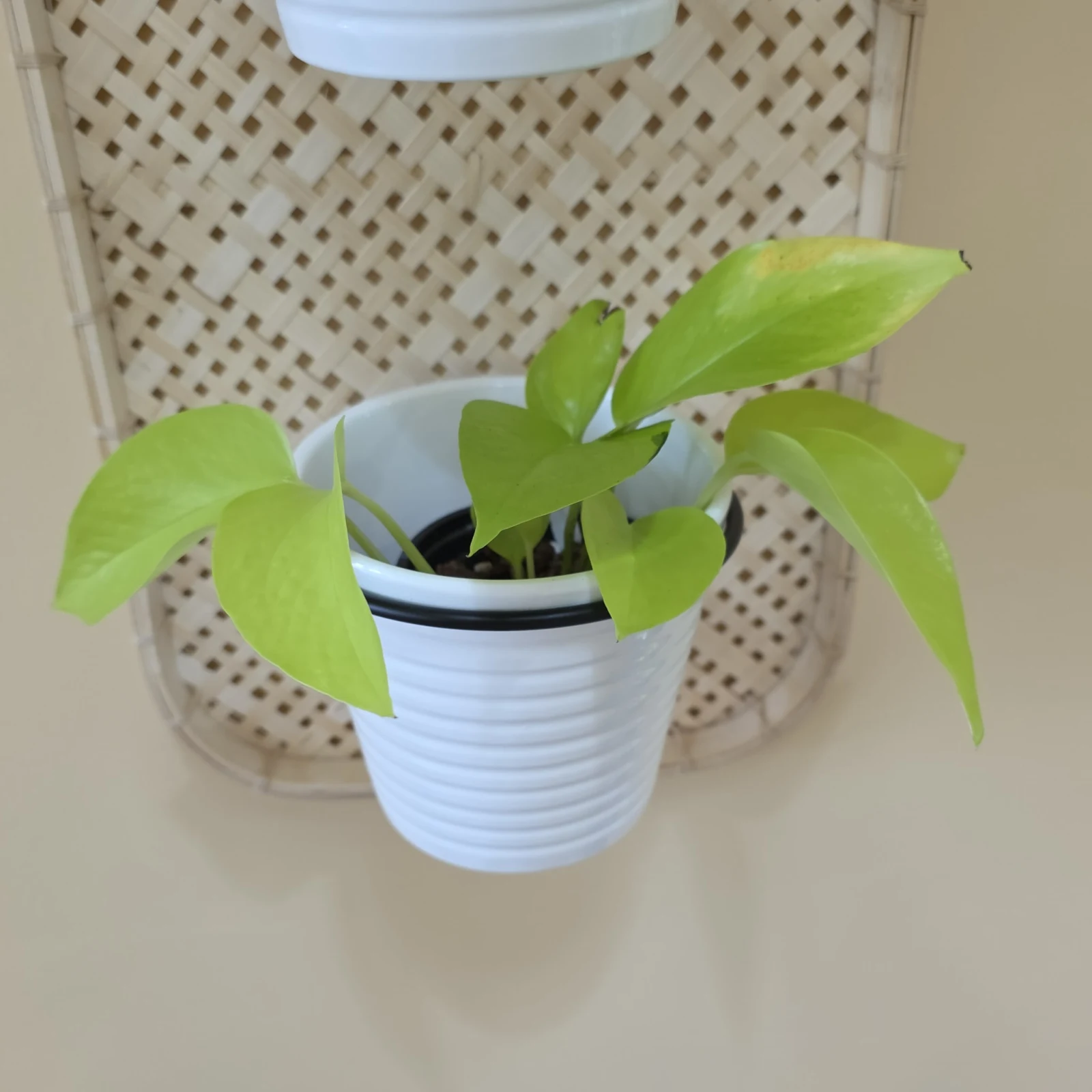 Neon Pothos with bright green leaves in white ribbed pot on shelf