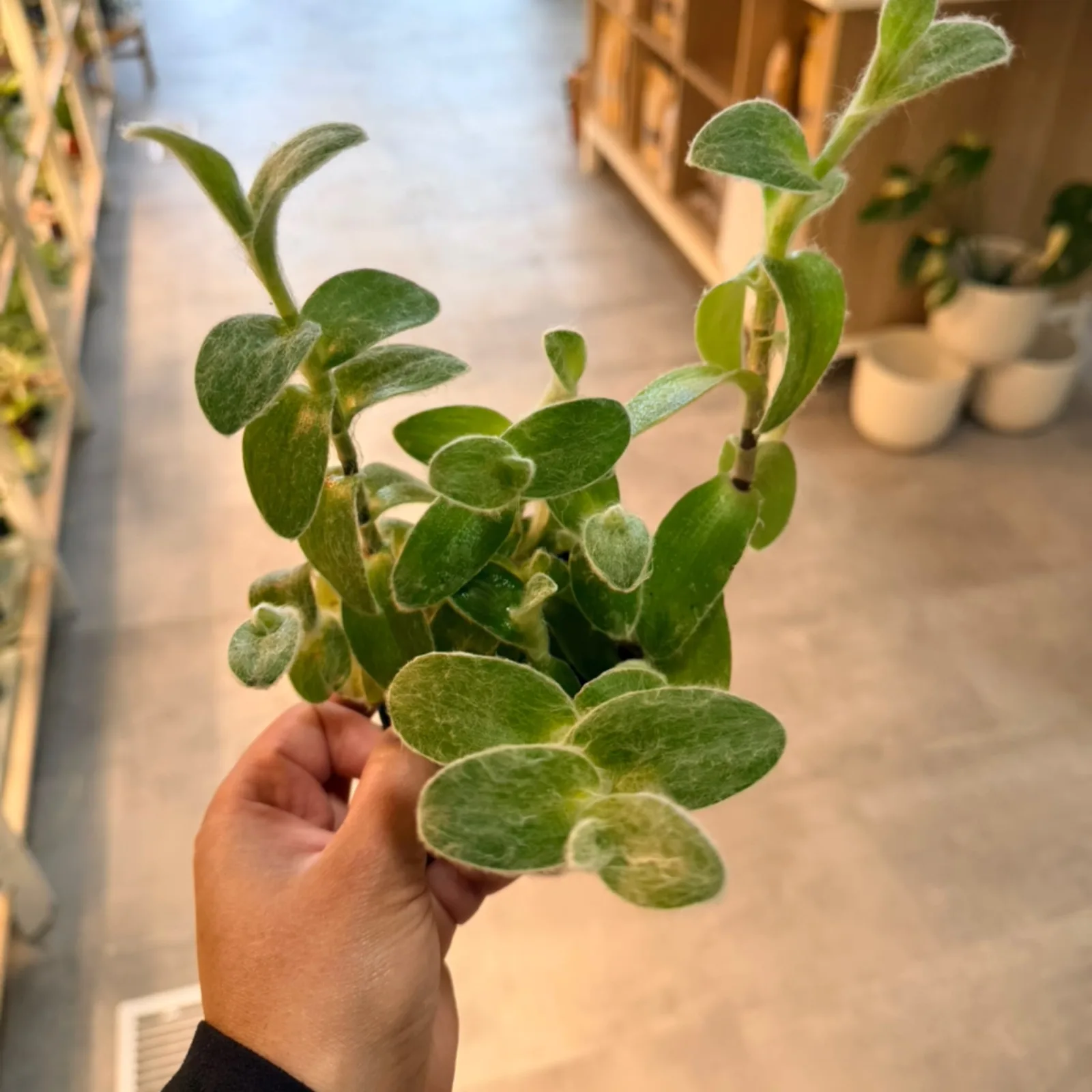 Tradescantia Sillamontana White Velvet plant with fuzzy green leaves held in hand.